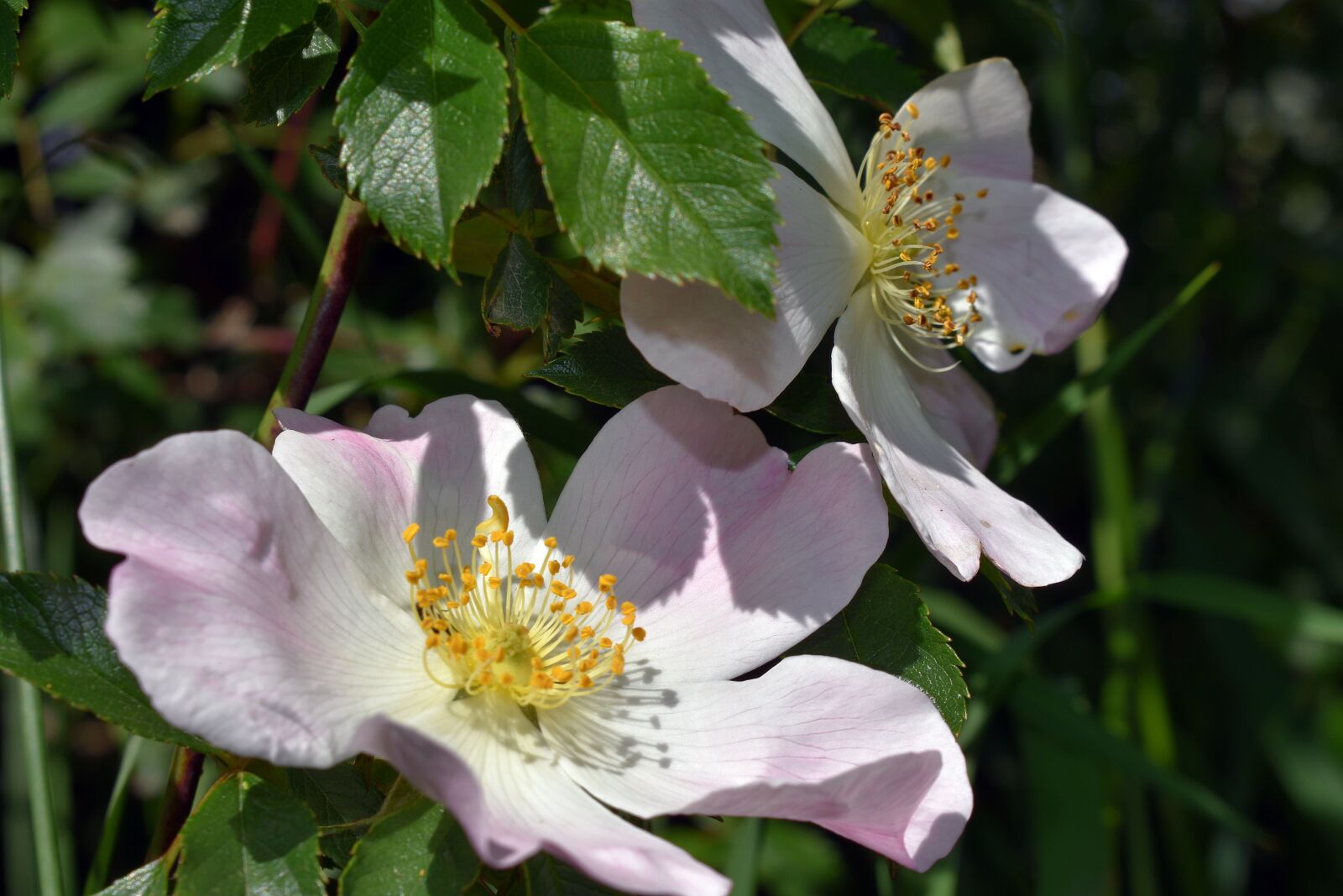 Nikon D3400 sample photo. Flower, flowers, spring photography