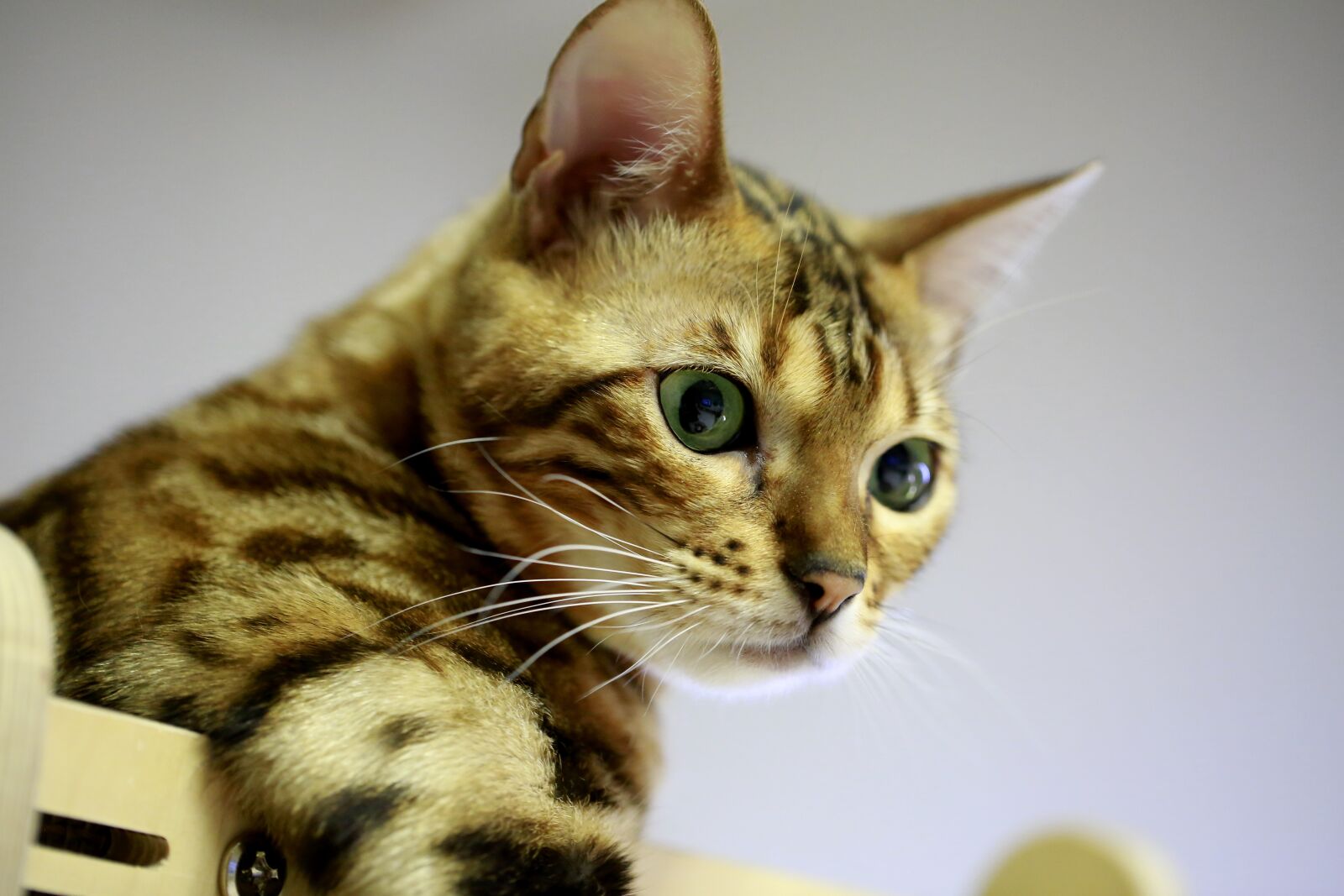 Canon EOS 5D Mark III sample photo. Bengal, cat, pets photography