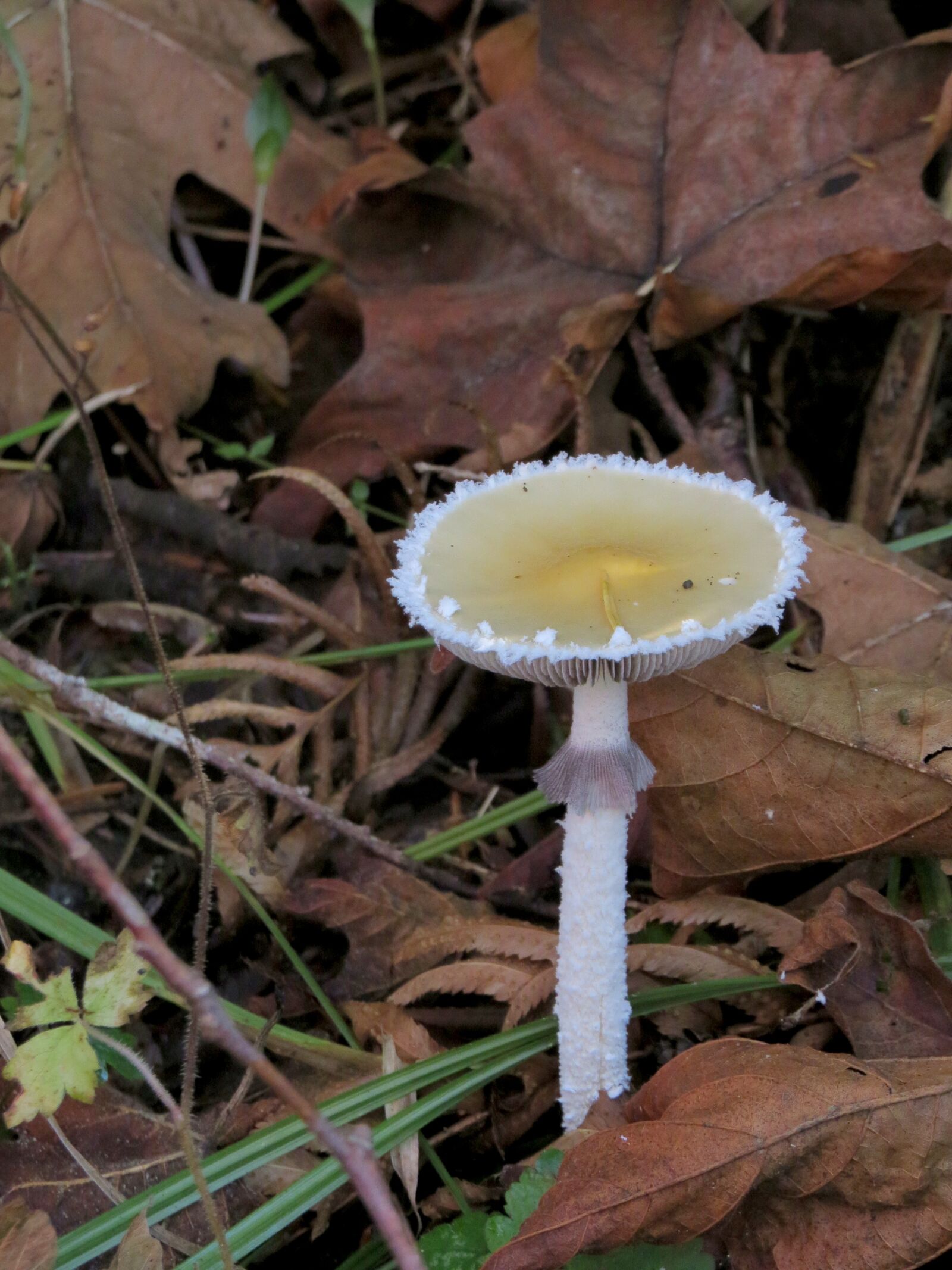 Canon PowerShot SX50 HS sample photo. Mushroom, fringe, skirt photography