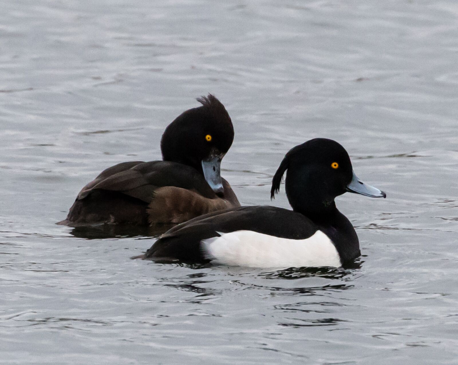 Canon EOS 7D Mark II sample photo. Tufted duck, black headed photography