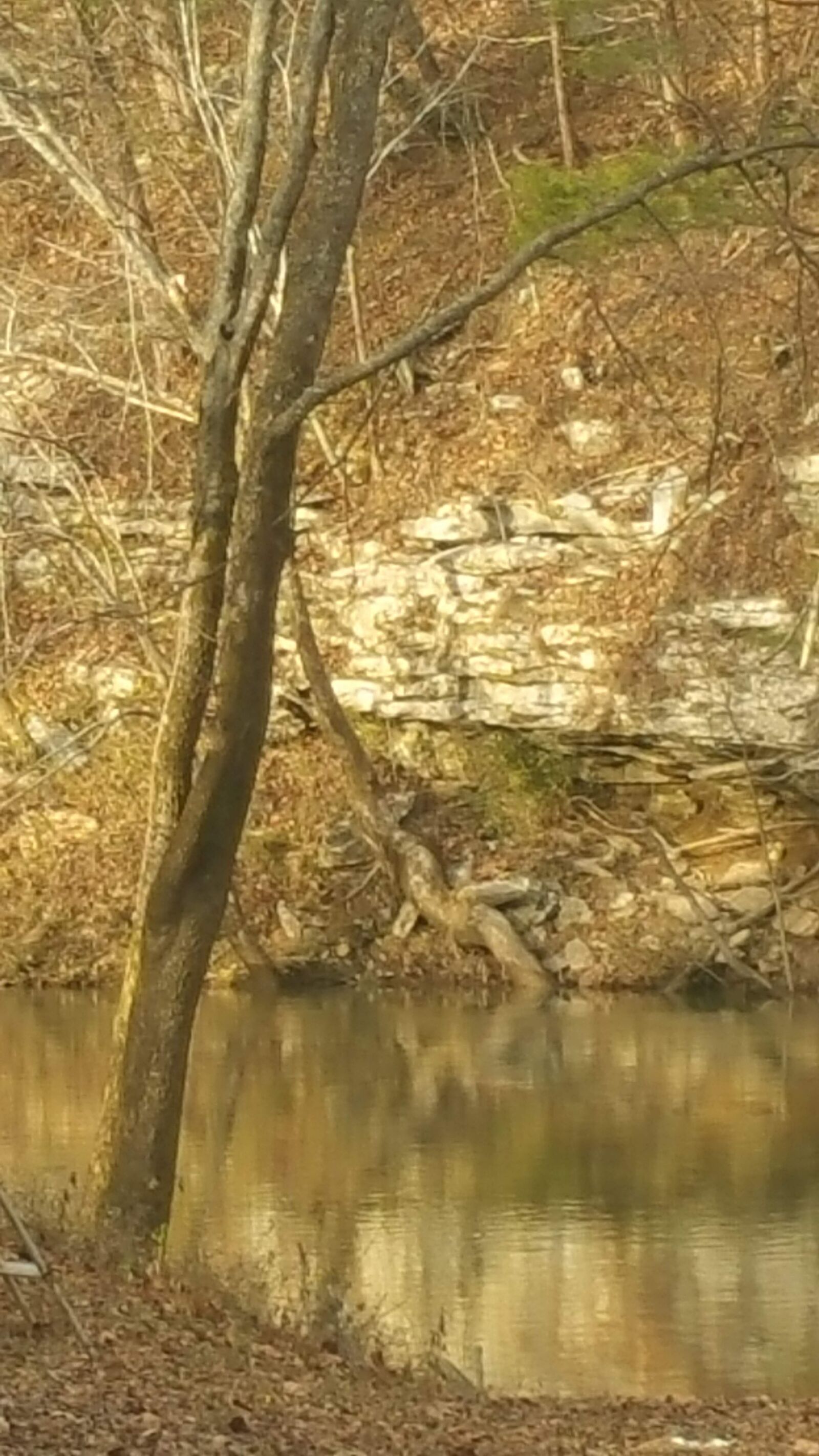 Samsung Galaxy Note4 sample photo. Fall, woods, creek photography