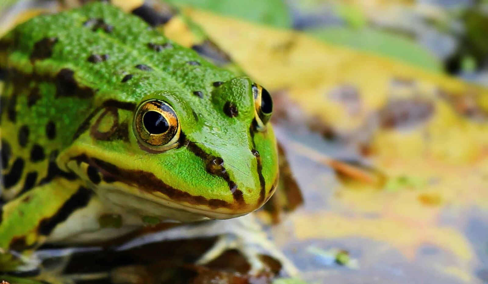 Canon EOS 550D (EOS Rebel T2i / EOS Kiss X4) sample photo. Amphibian, swamp, wildlife, green photography