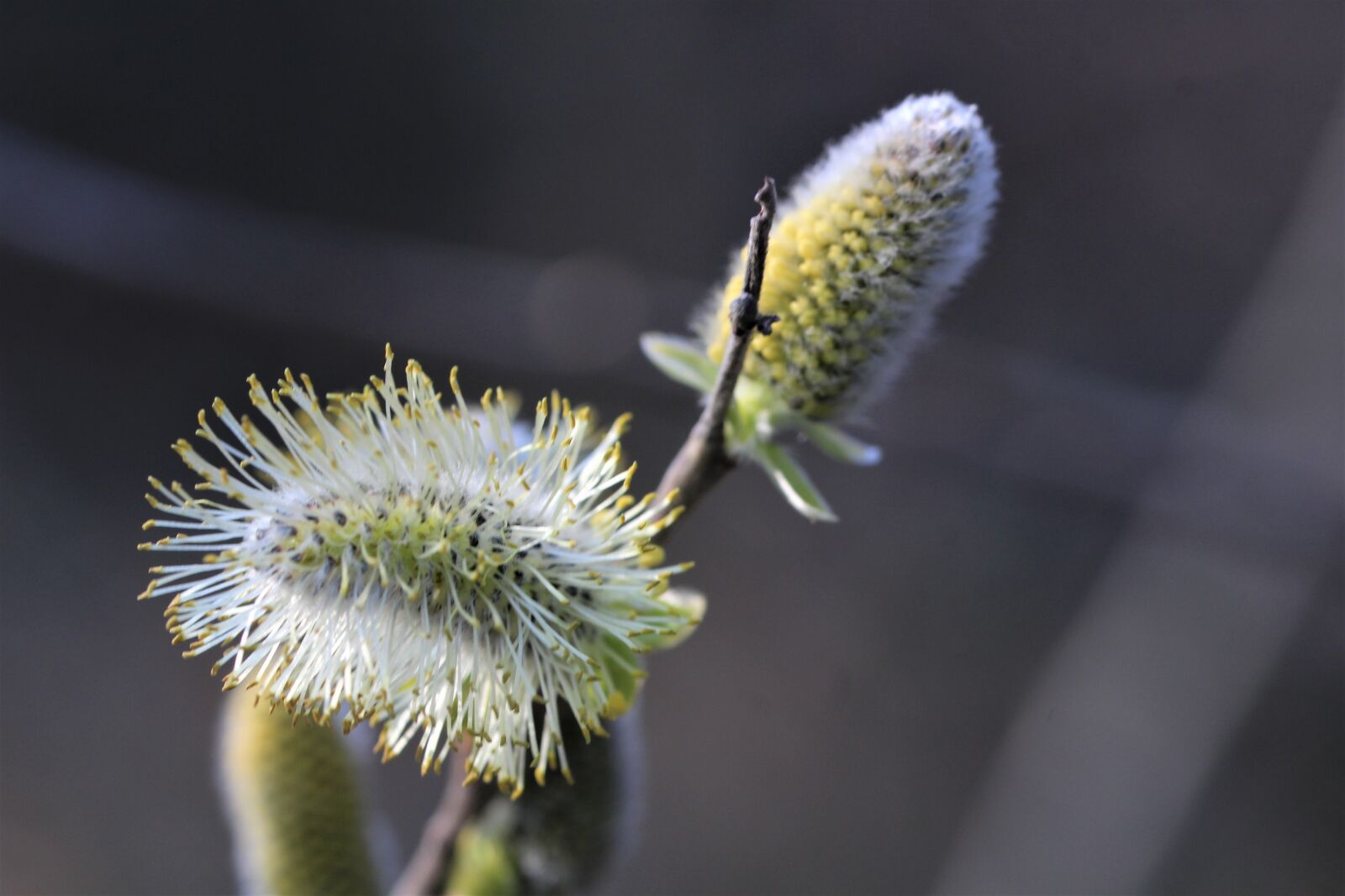 Canon EOS 1200D (EOS Rebel T5 / EOS Kiss X70 / EOS Hi) sample photo. Willow catkin, blossom, bloom photography