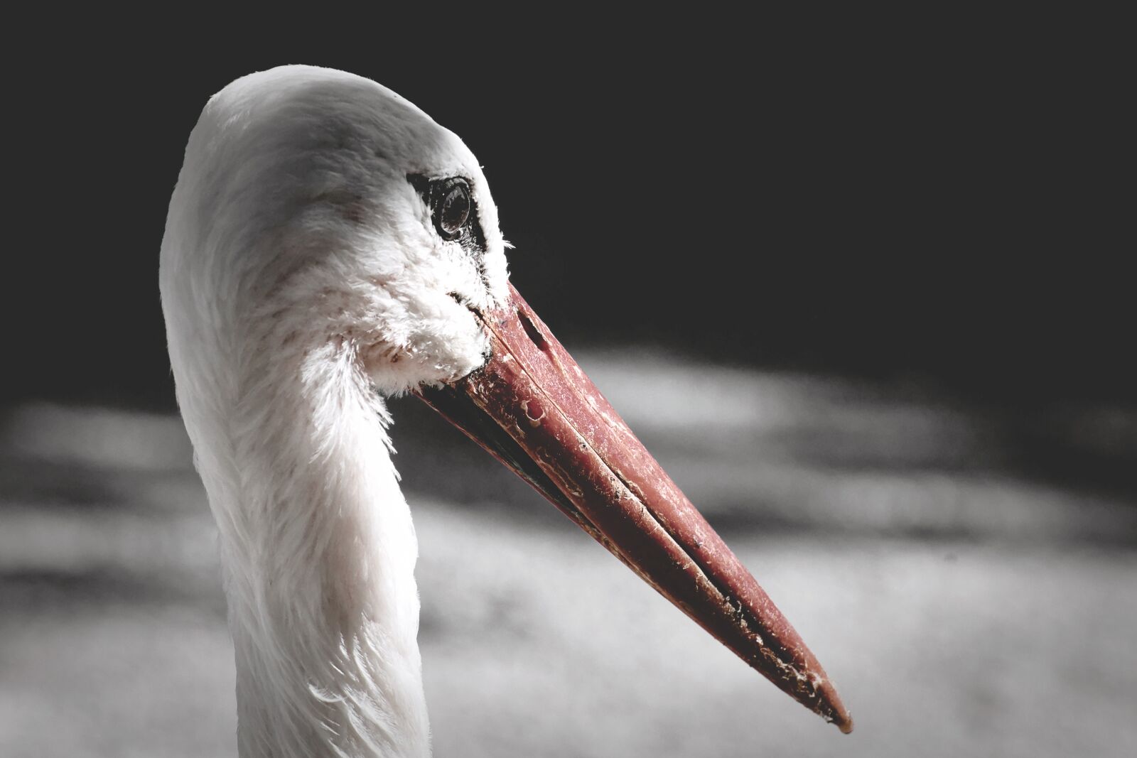Nikon D7200 sample photo. Stork, birds, plumage photography
