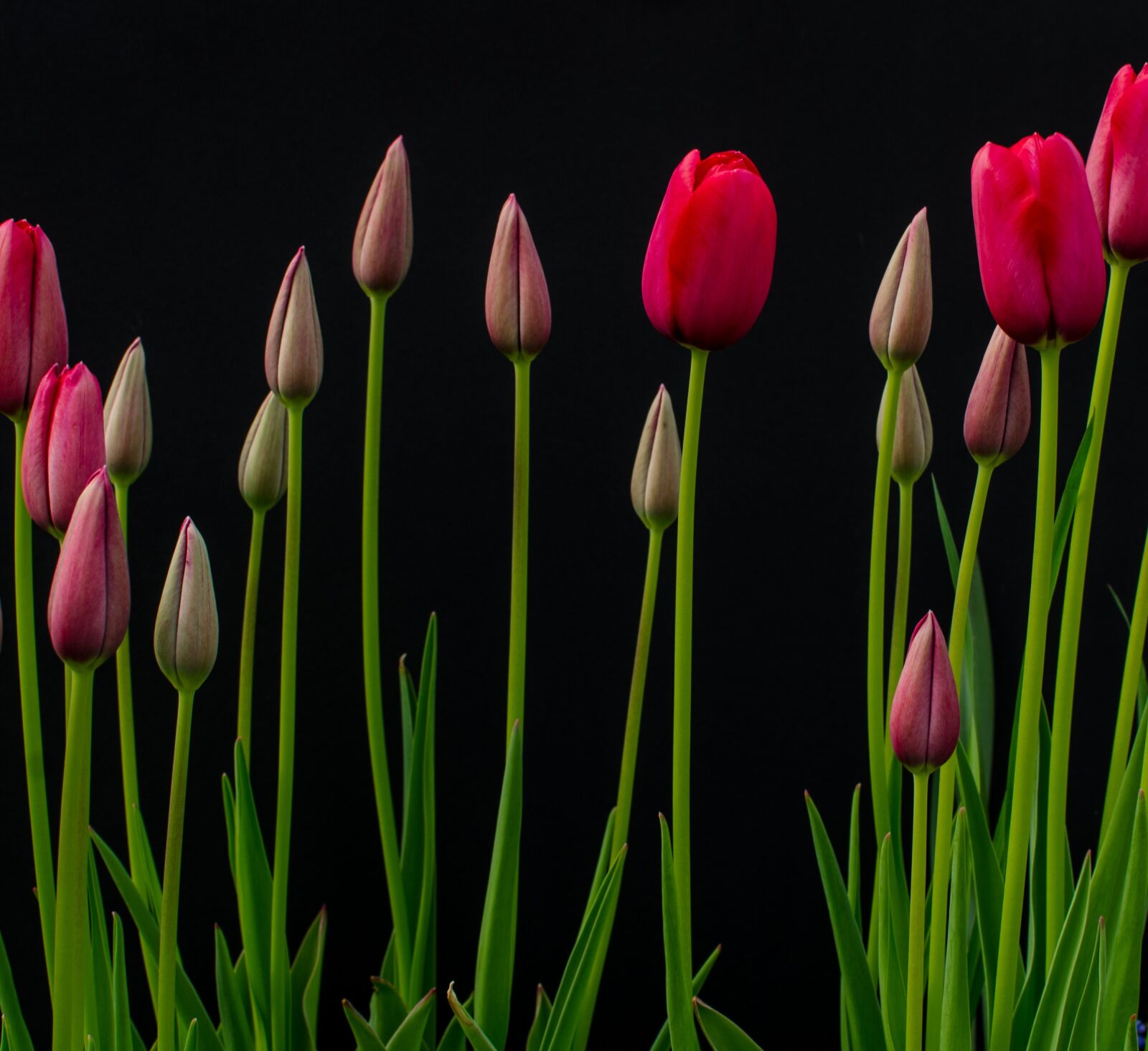 Nikon D5100 sample photo. Flowers, tulips, bloom photography