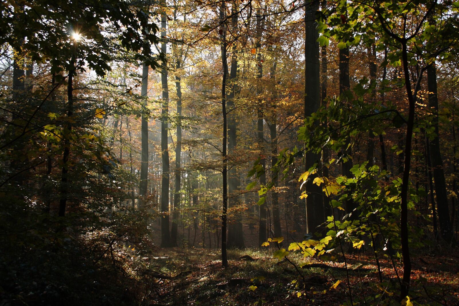 Canon EOS 400D (EOS Digital Rebel XTi / EOS Kiss Digital X) sample photo. Forest, trees, beeches photography