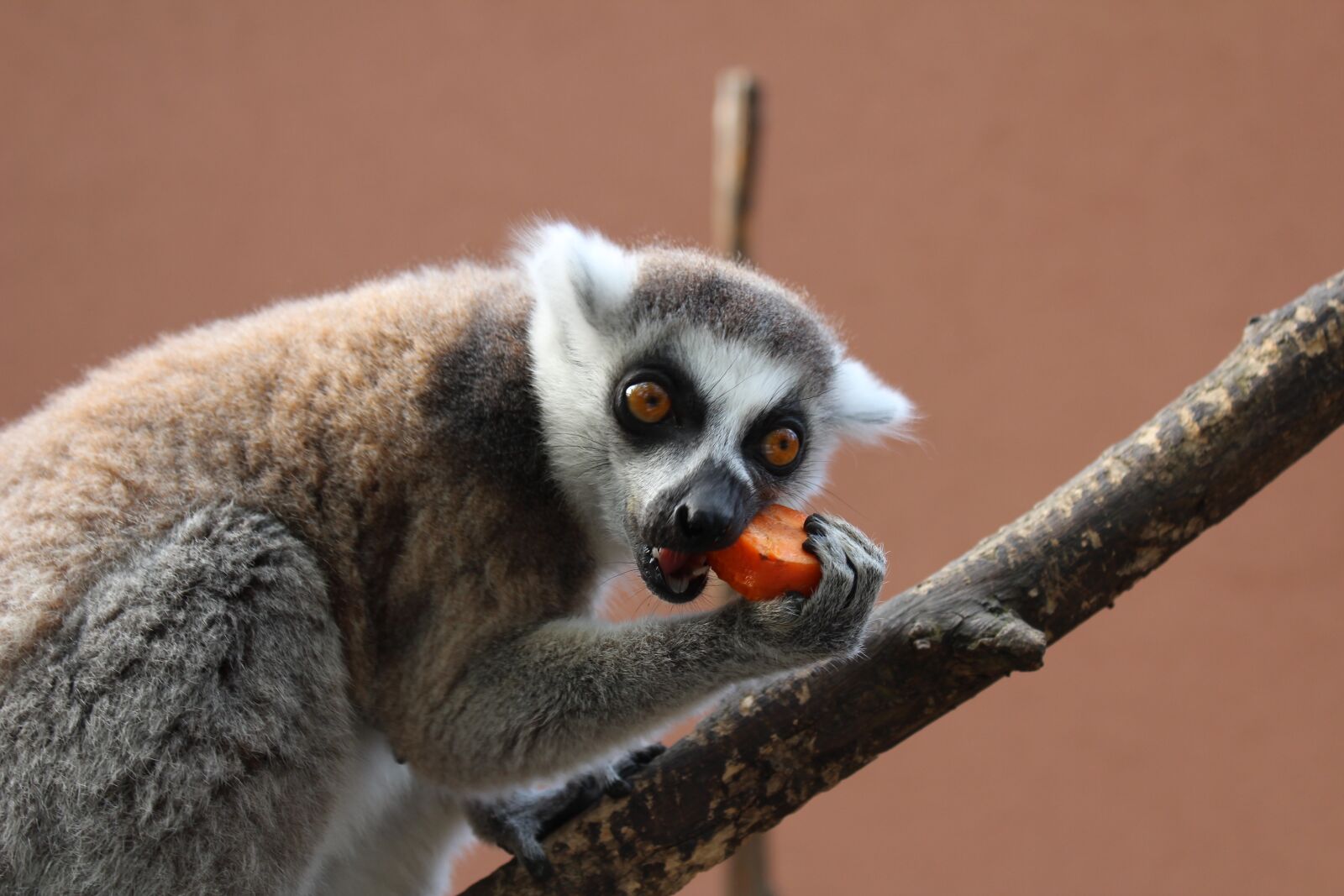 Canon EOS 1200D (EOS Rebel T5 / EOS Kiss X70 / EOS Hi) sample photo. Maki, monkey, ring-tailed lemur photography