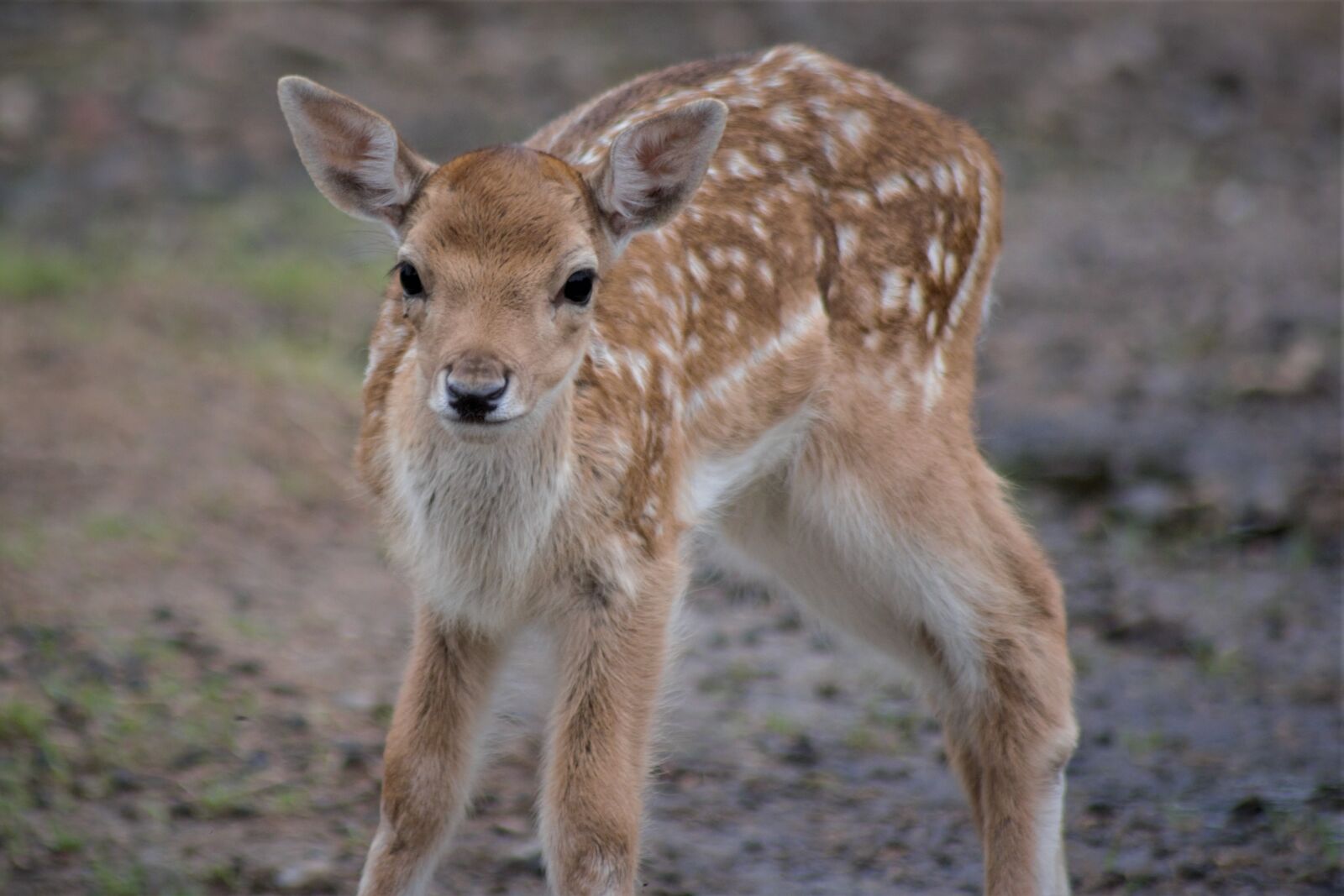 Nikon D5200 sample photo. Fawn, close up, wild photography
