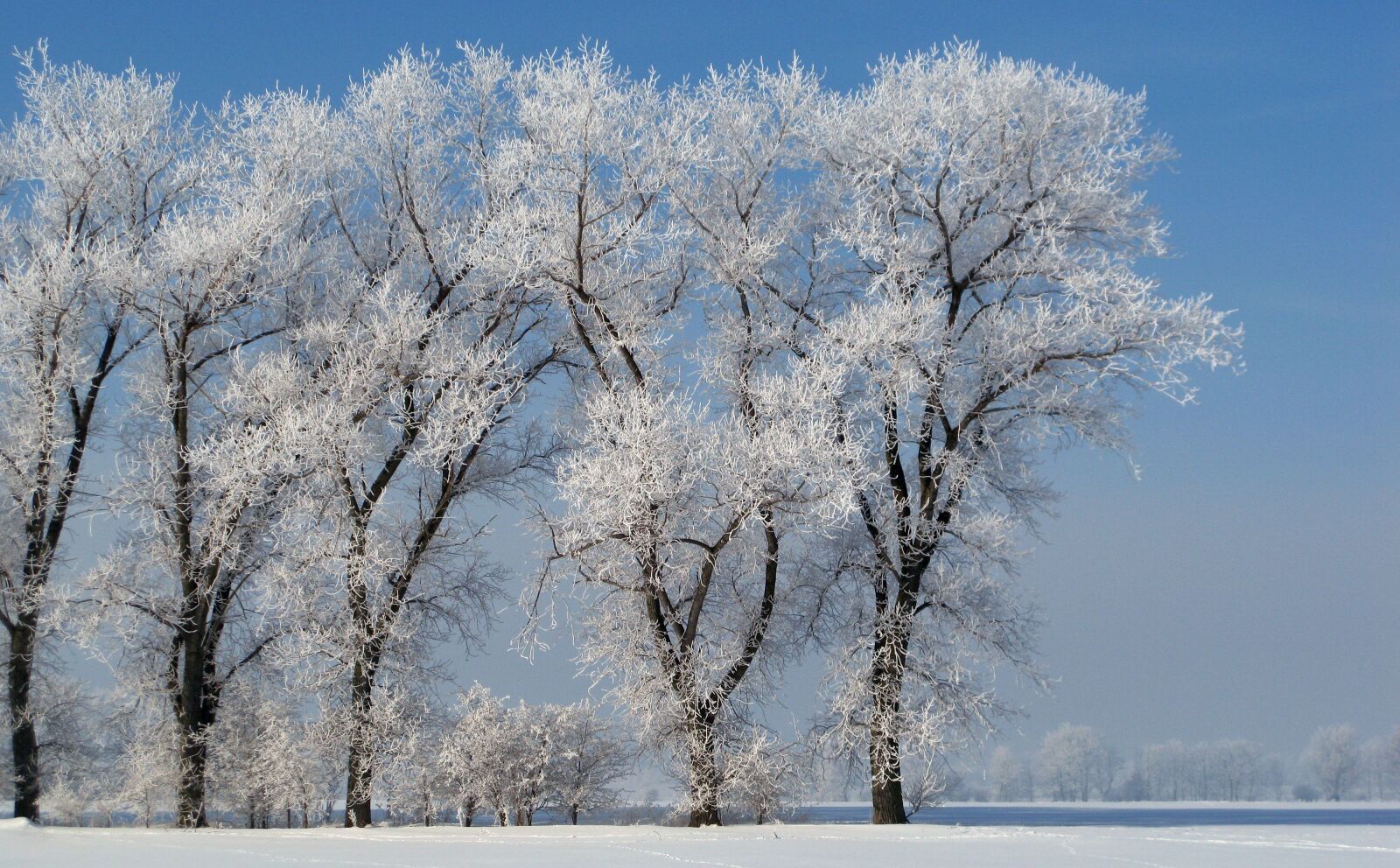 Canon POWERSHOT G9 sample photo. Hoarfrost, winter, cold photography