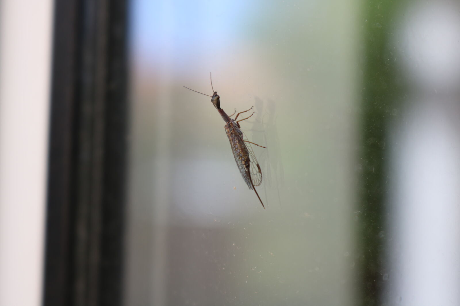 Canon EOS 750D (EOS Rebel T6i / EOS Kiss X8i) sample photo. Bug, insect, window, zoom photography