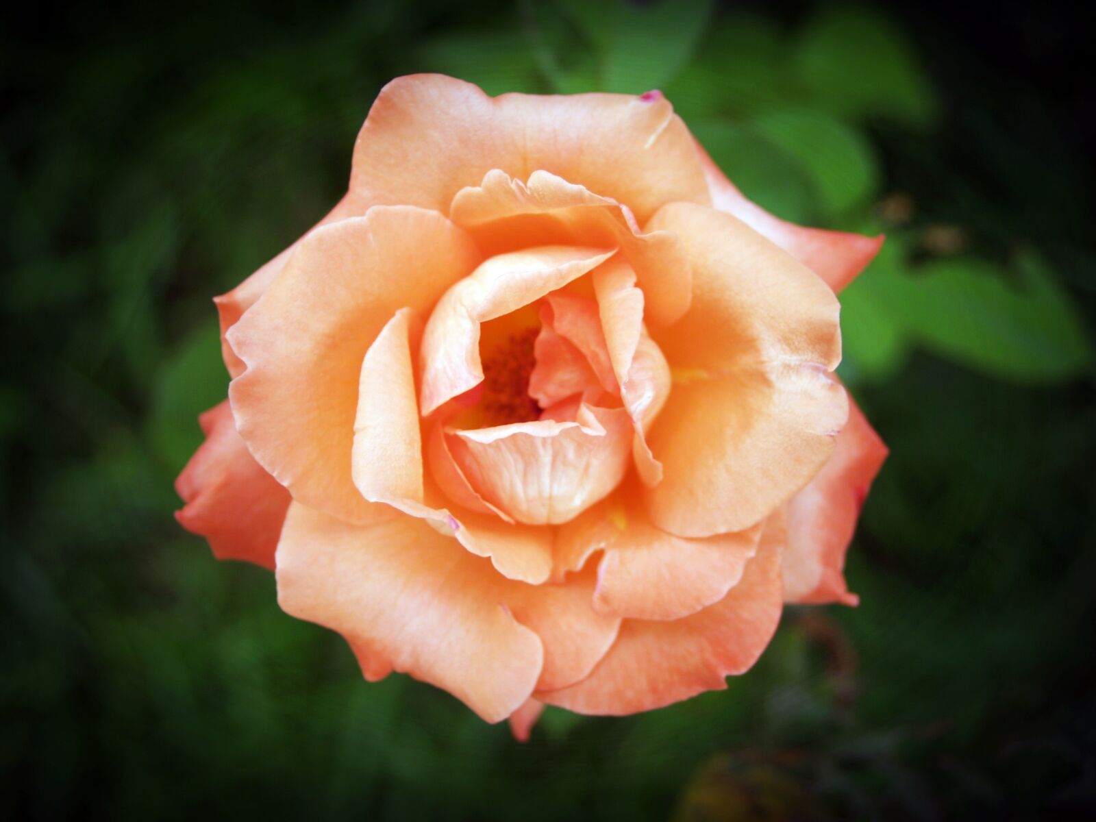 Olympus E-300 (EVOLT E-300) sample photo. Rose, flower, gardening photography