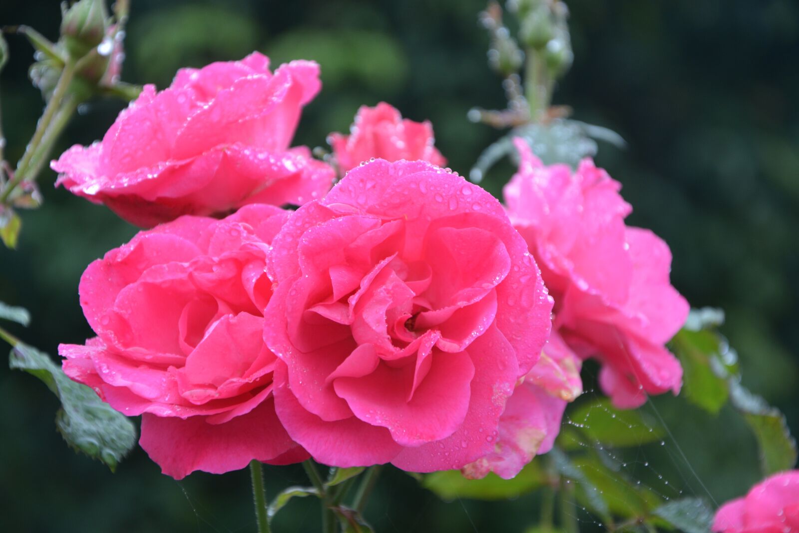 Nikon D5200 sample photo. Flower, pink, pink flowers photography