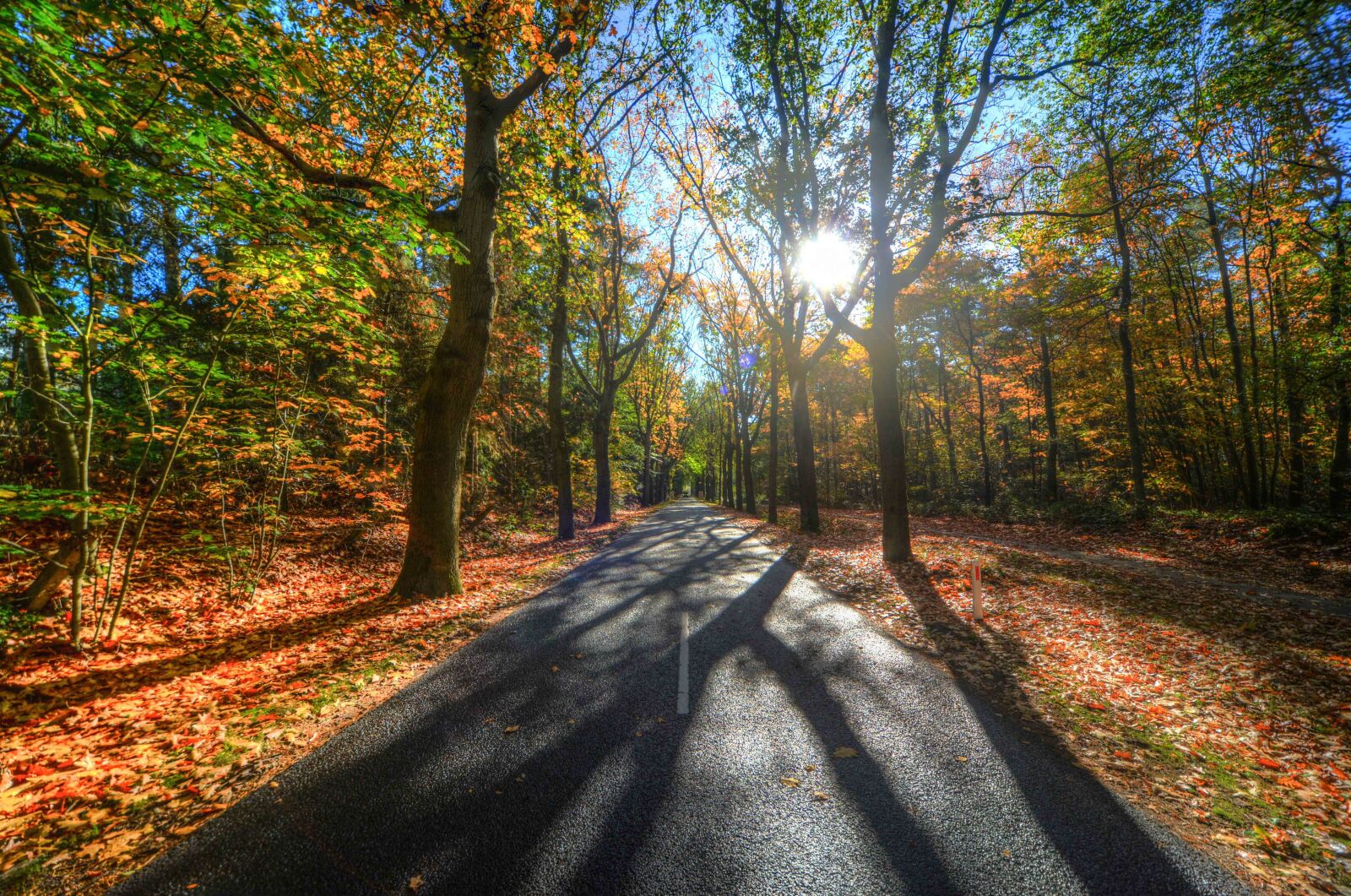 Nikon D610 sample photo. Forest, sun, shadow photography