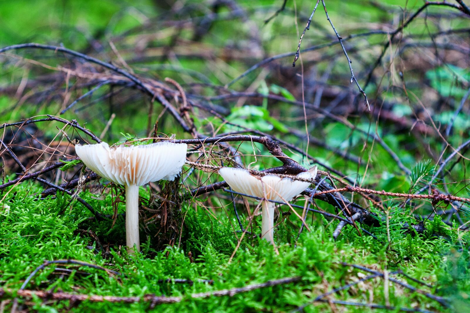 Nikon D300S sample photo. Mushroom, forest, autumn photography