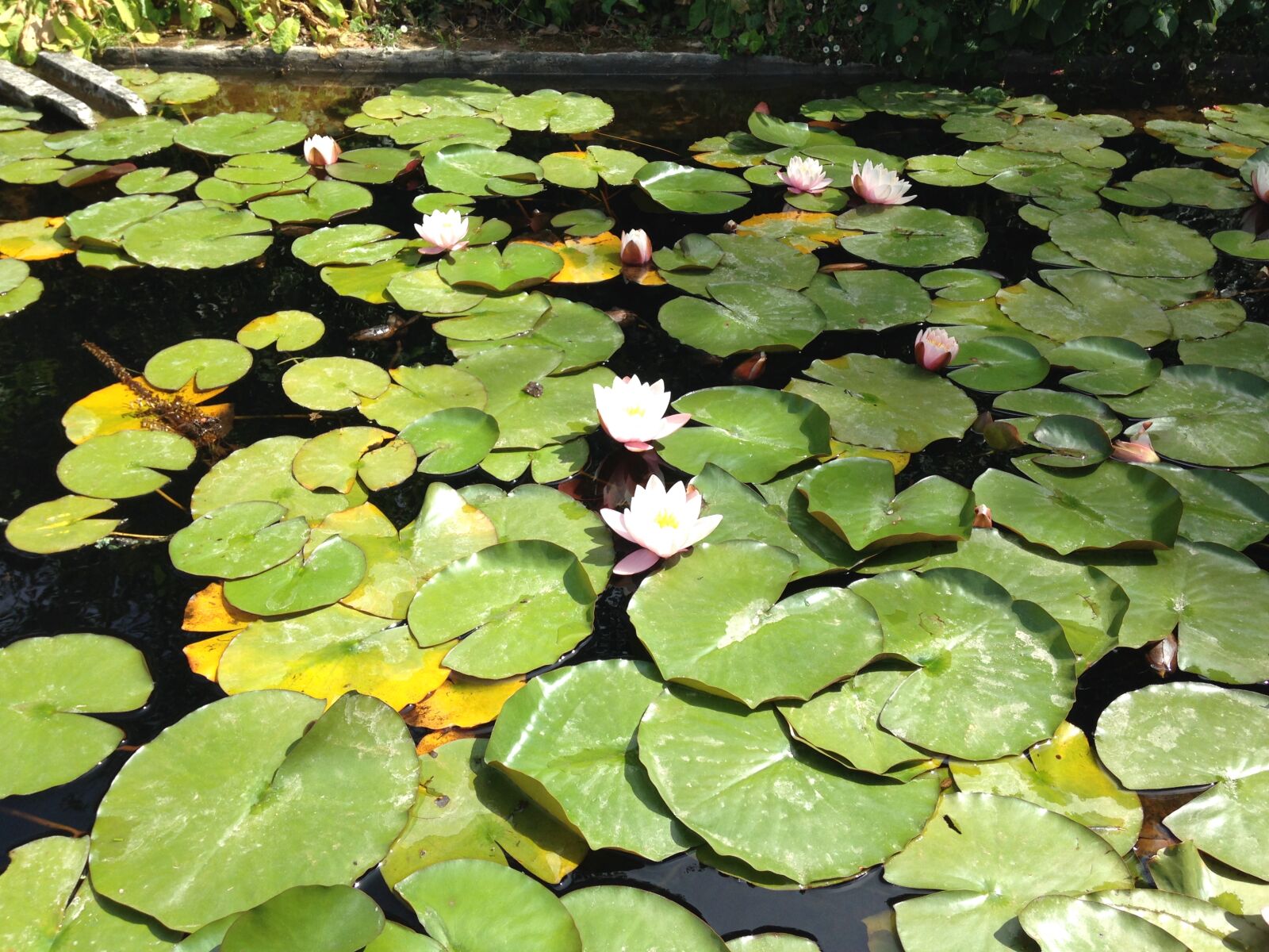 Apple iPhone 5 sample photo. Water, lilies photography