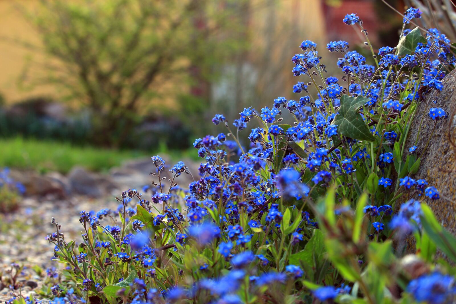 Canon EOS 700D (EOS Rebel T5i / EOS Kiss X7i) sample photo. Forget me not, spring photography