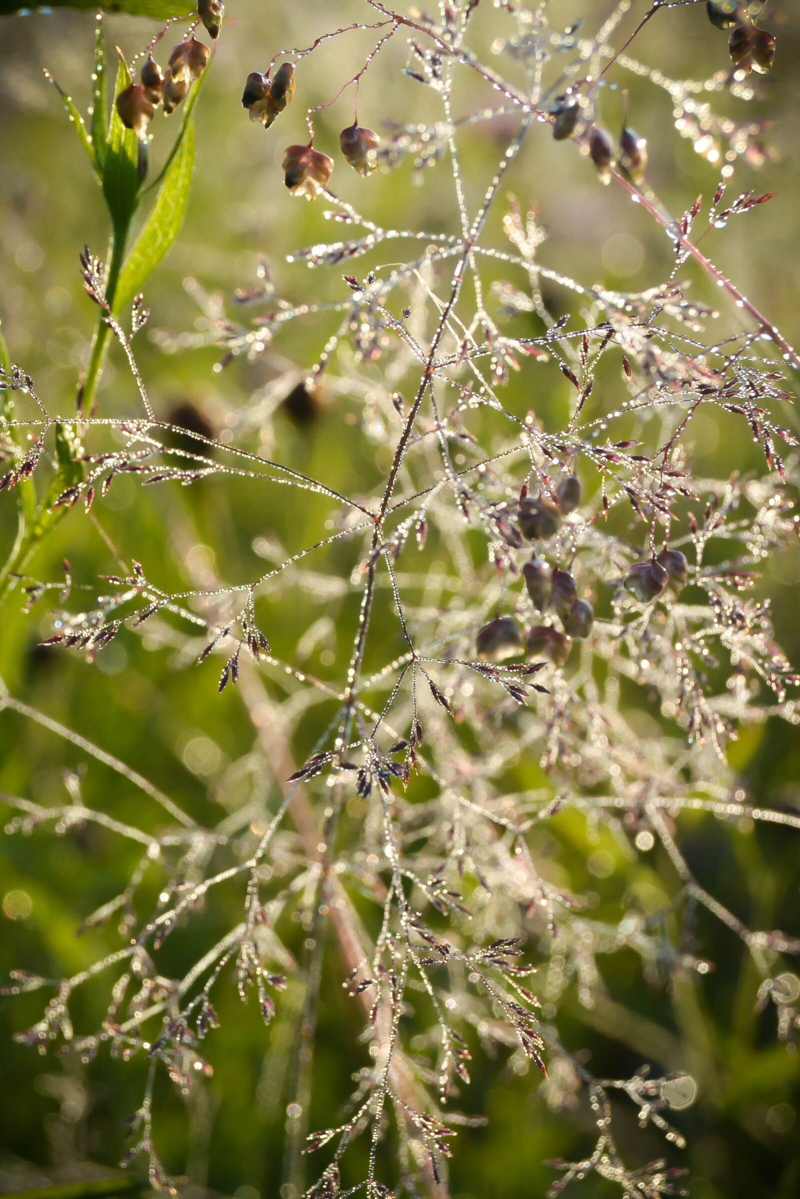 Nikon D5200 sample photo. Rosa, grass, nature photography