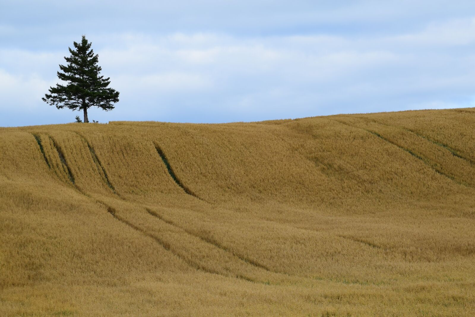 Nikon D5300 sample photo. Field, agriculture, agricultural photography