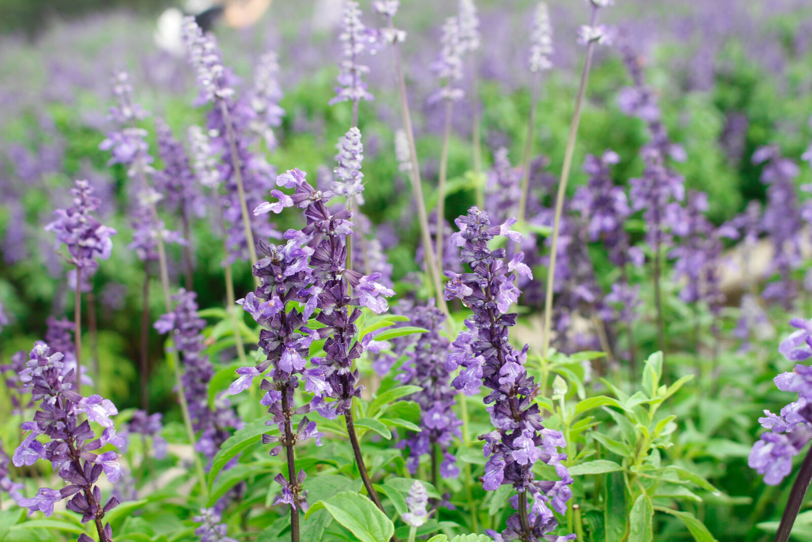 Canon EOS 700D (EOS Rebel T5i / EOS Kiss X7i) sample photo