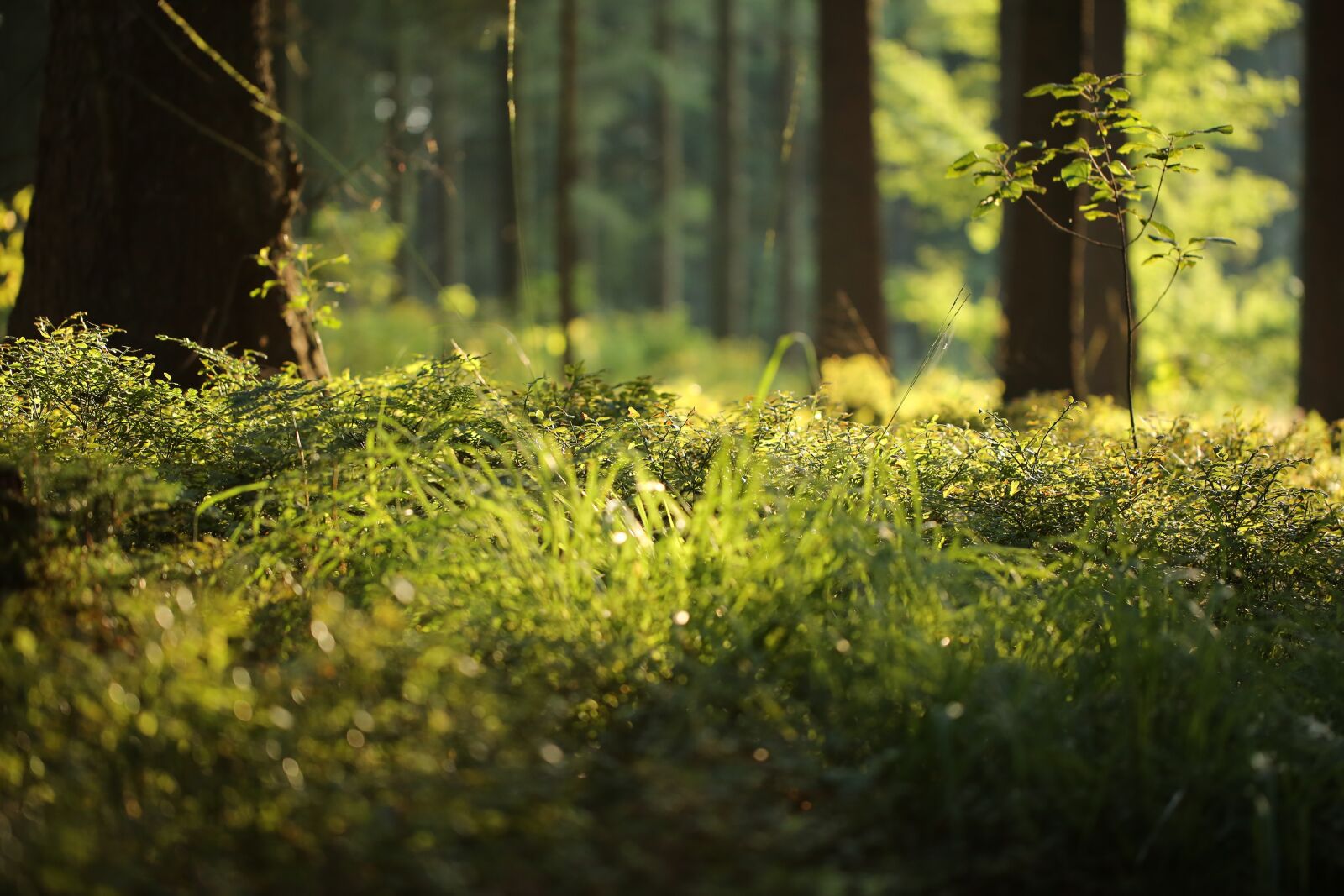 Canon EF 100mm F2.8L Macro IS USM sample photo. Forest floor, fern, forest photography