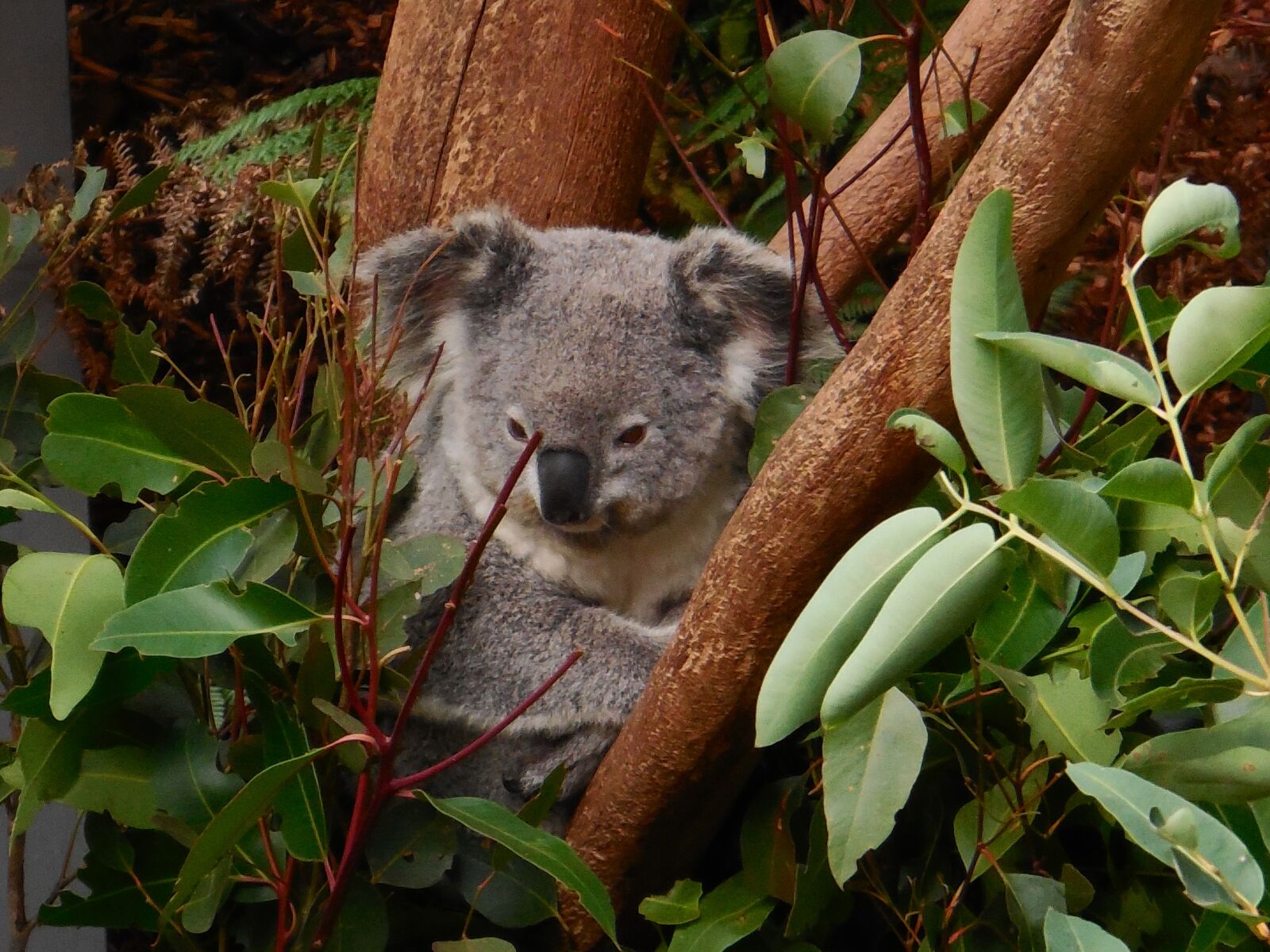 Nikon Coolpix S6500 sample photo. Koala, cute, animal photography