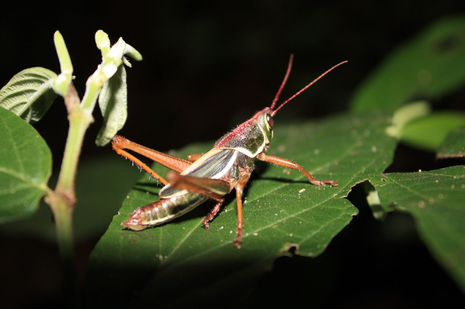 Canon EOS 450D (EOS Rebel XSi / EOS Kiss X2) sample photo. Grasshopper, insect, nature photography