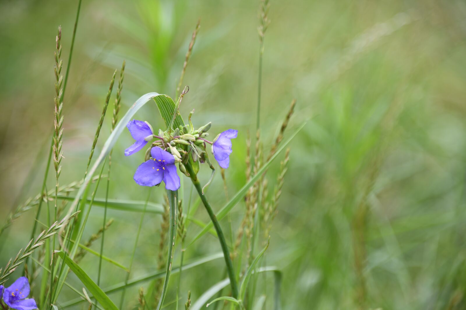 Nikon D850 sample photo. Spiderwort, lily, flower photography