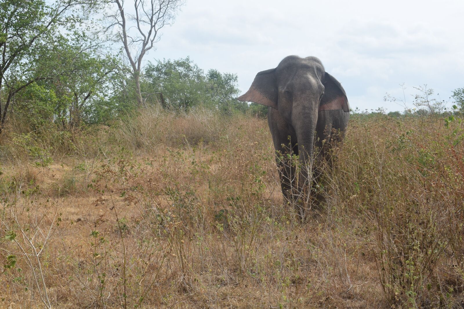 Nikon D3300 sample photo. Elephant, only, isolated form photography