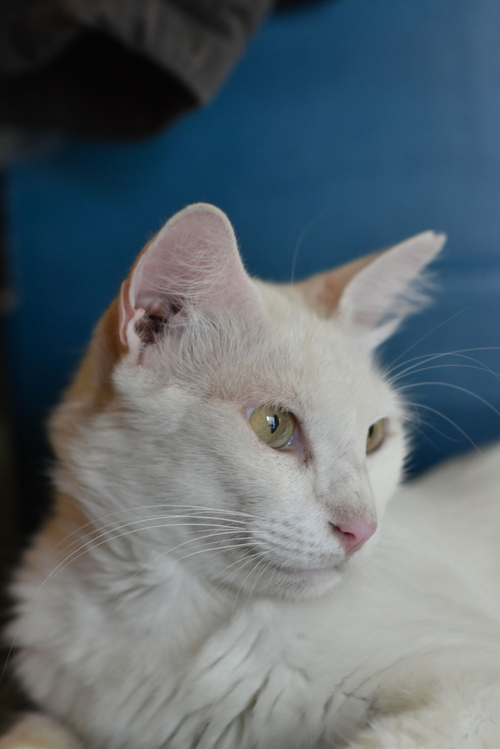 Nikon D5600 sample photo