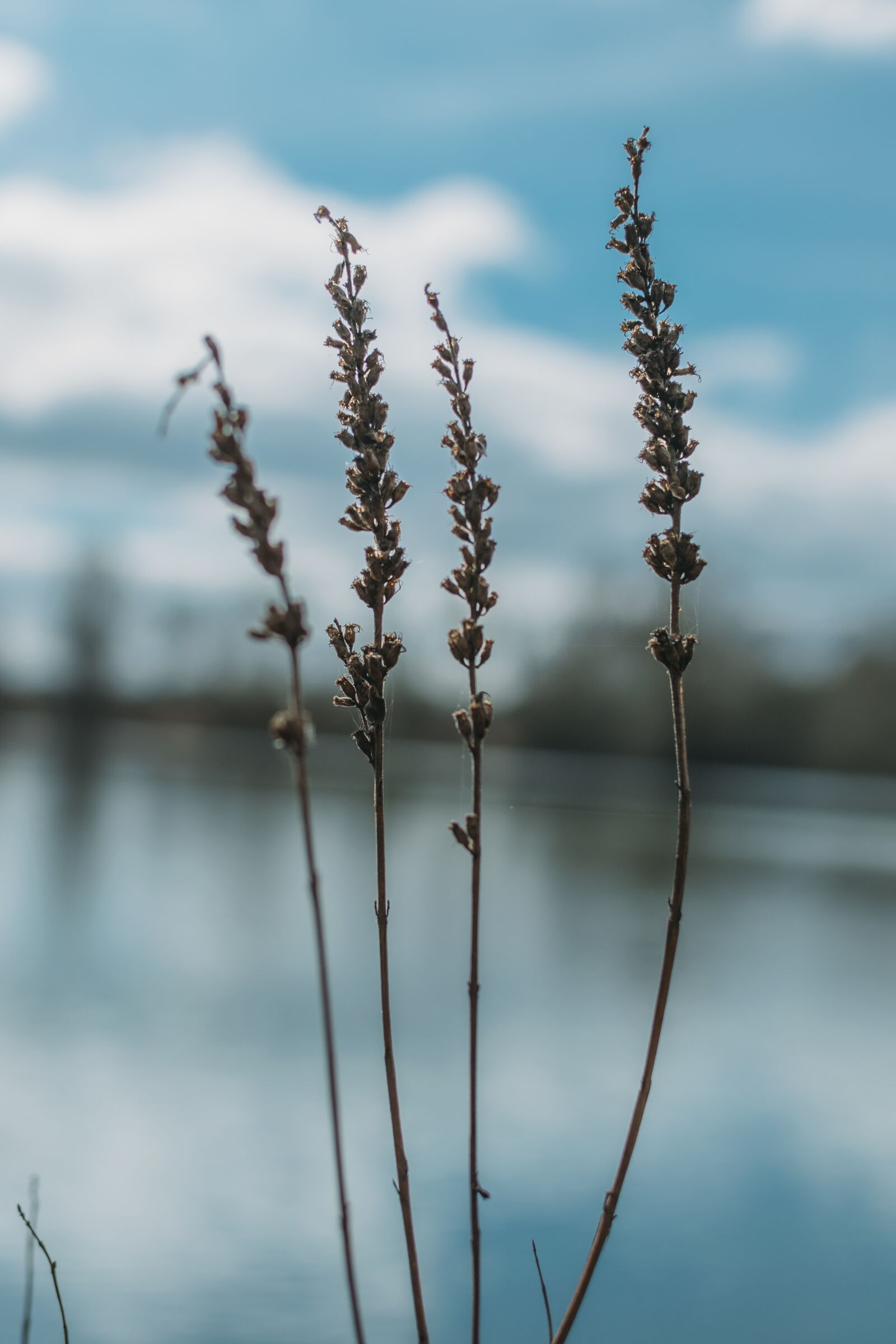 Nikon D3300 sample photo. Close, up, of, plants photography