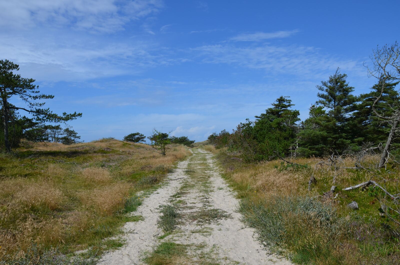 Nikon D5100 sample photo. Denmark, husby klitplantage, scandinavia photography