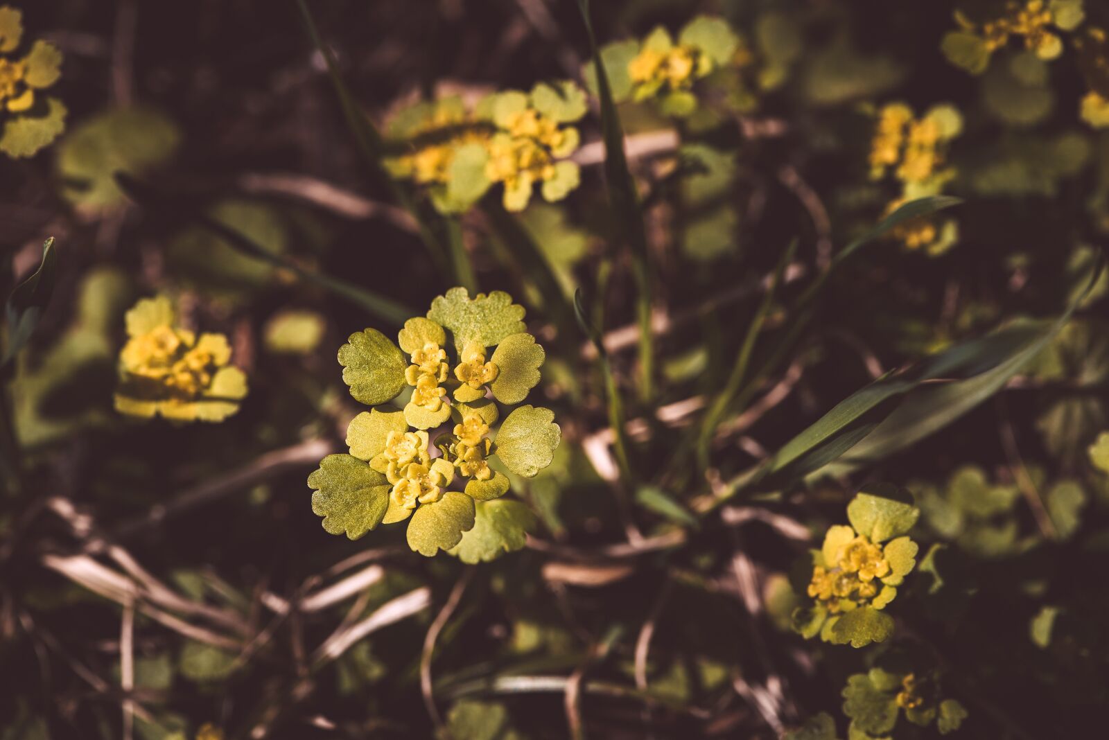 Nikon D750 sample photo. Exchange-leaved spleen herb, change photography