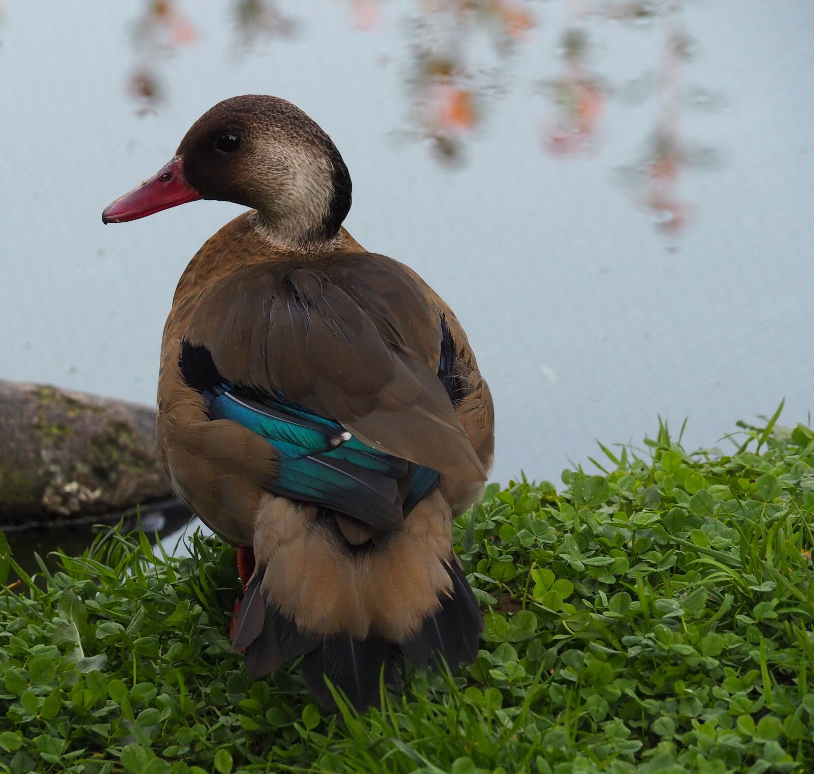 Olympus OM-D E-M10 II sample photo. Duck, pen, plumage photography