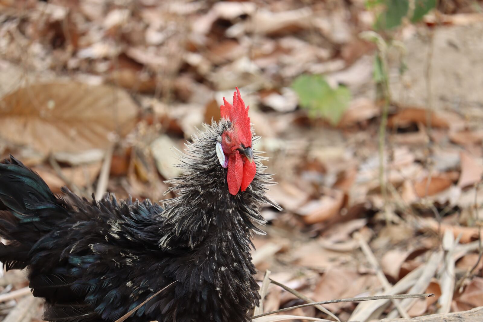 Canon EOS 250D (EOS Rebel SL3 / EOS Kiss X10 / EOS 200D II) sample photo. Hen, kerala, poultry photography
