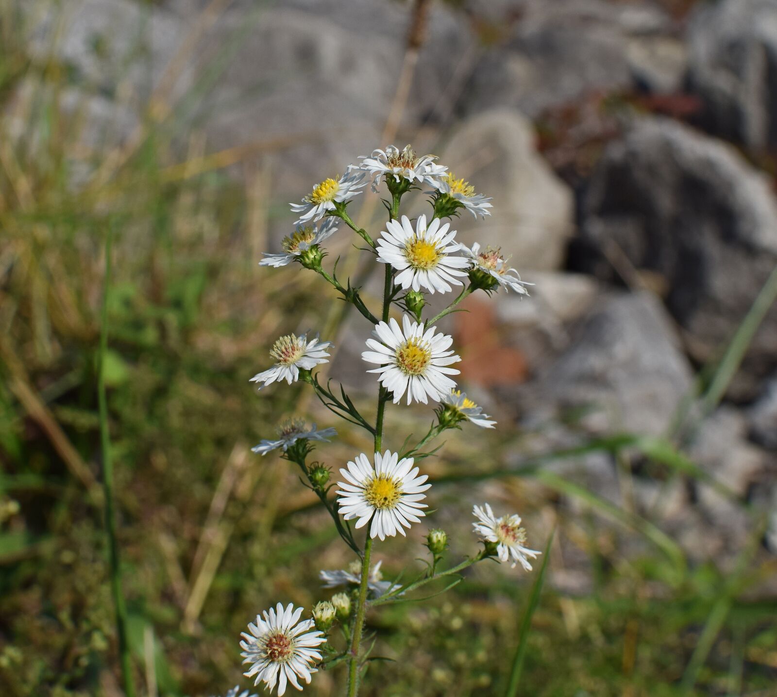 Nikon D3300 sample photo. White aster, wildflower, flower photography