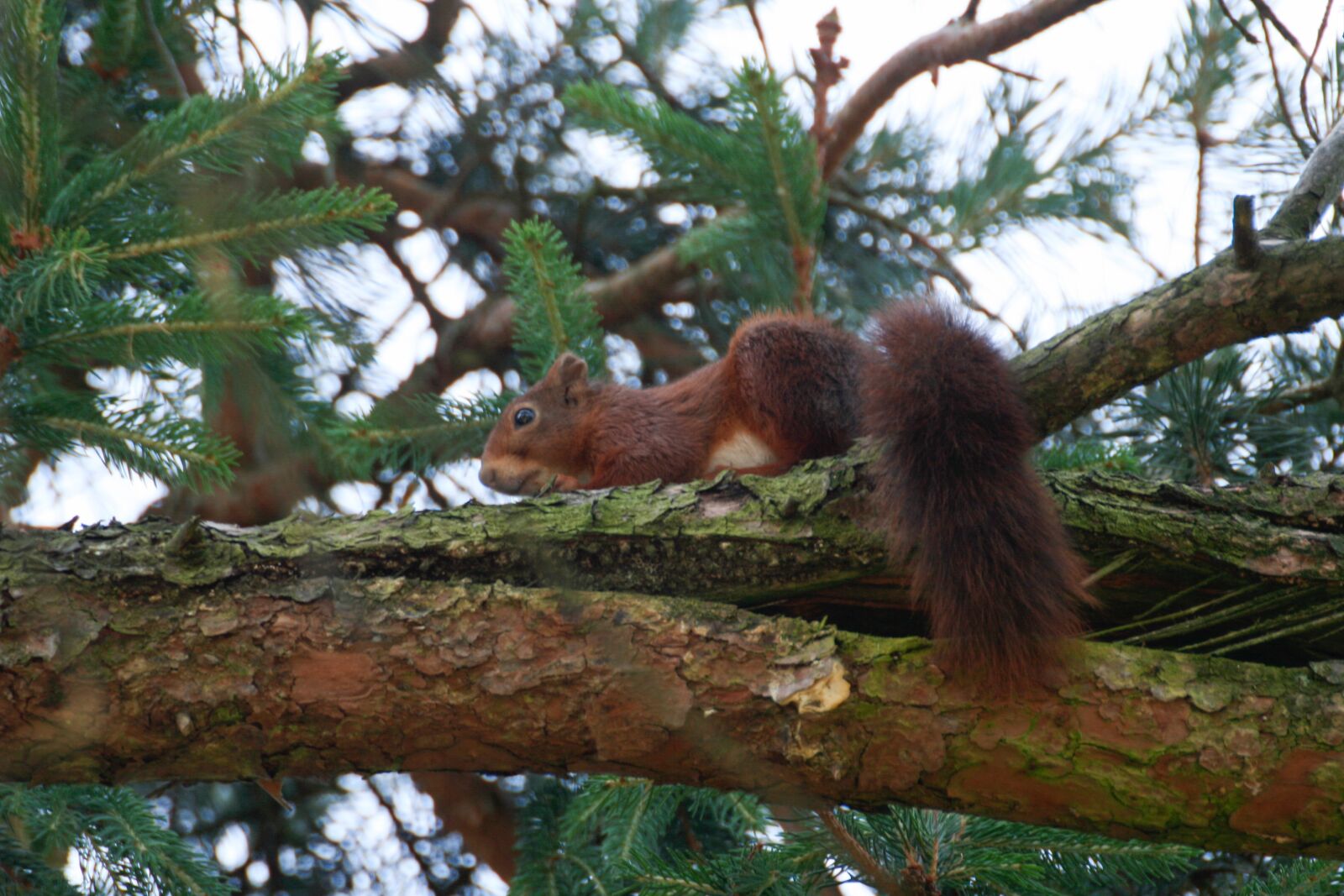 Canon EOS 350D (EOS Digital Rebel XT / EOS Kiss Digital N) sample photo. Squirrel, tail, rodent photography
