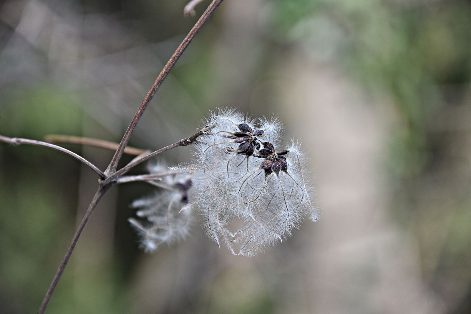 Nikon D3400 sample photo. Nature, plant, way plant photography