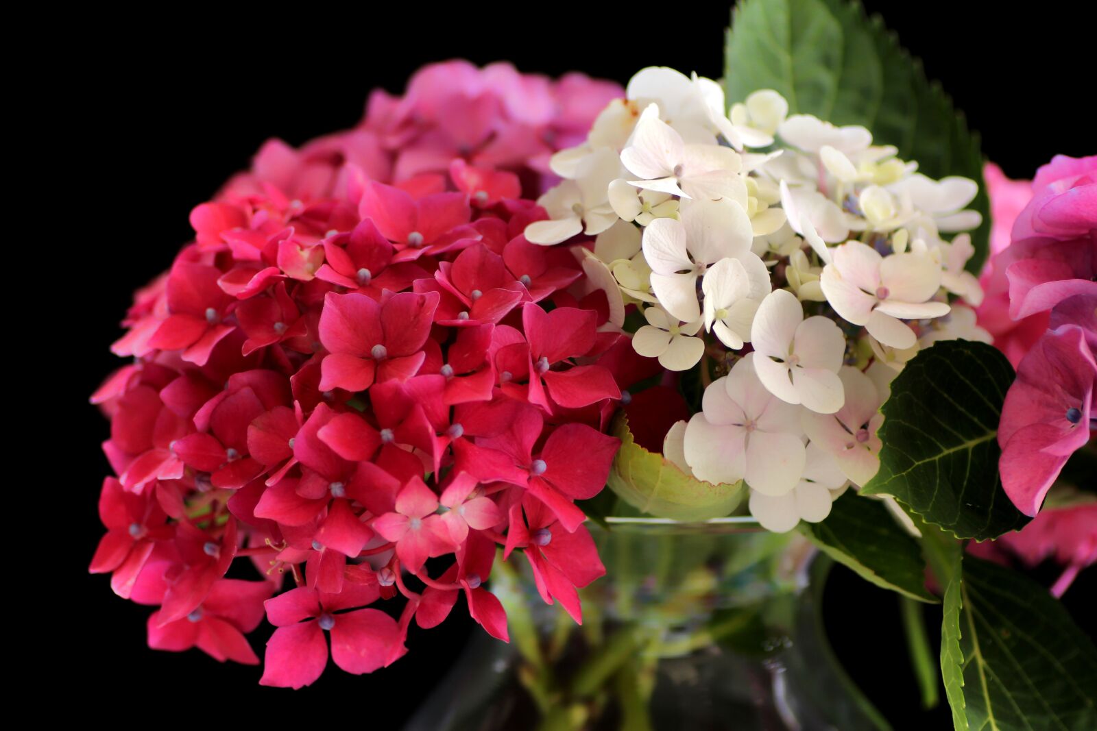 Tamron SP 90mm F2.8 Di VC USD 1:1 Macro sample photo. Hydrangea, flower, flowers photography