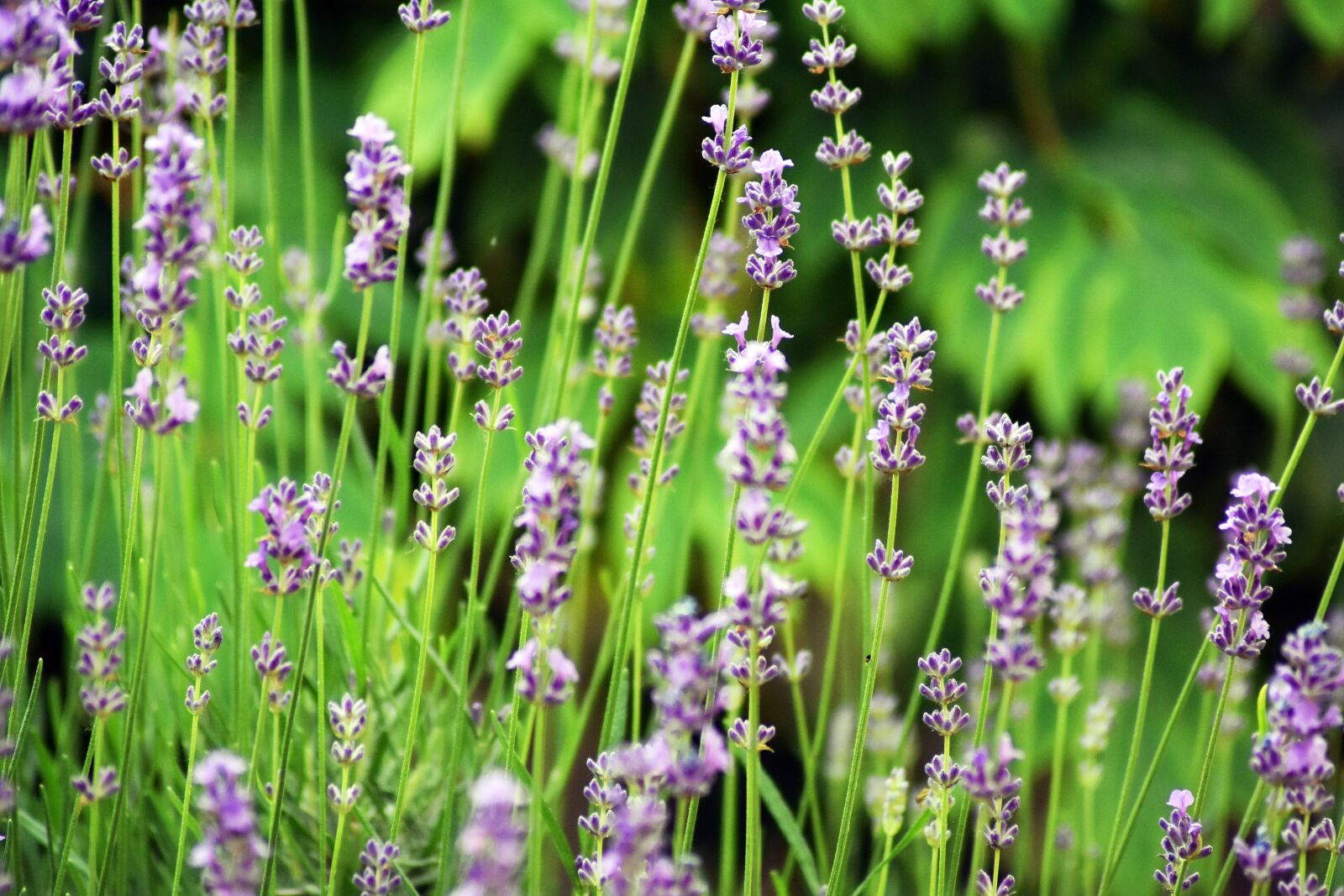 Nikon D3400 sample photo. Garden, flower, purple photography