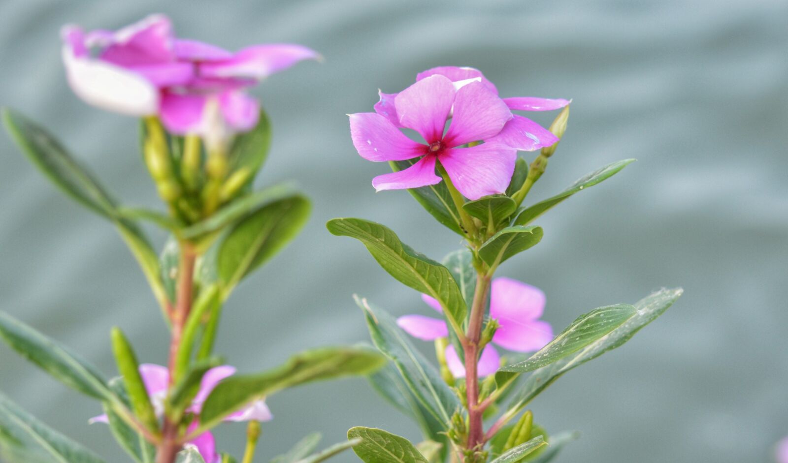 Nikon D3200 sample photo. Flowers, iraq, beach photography