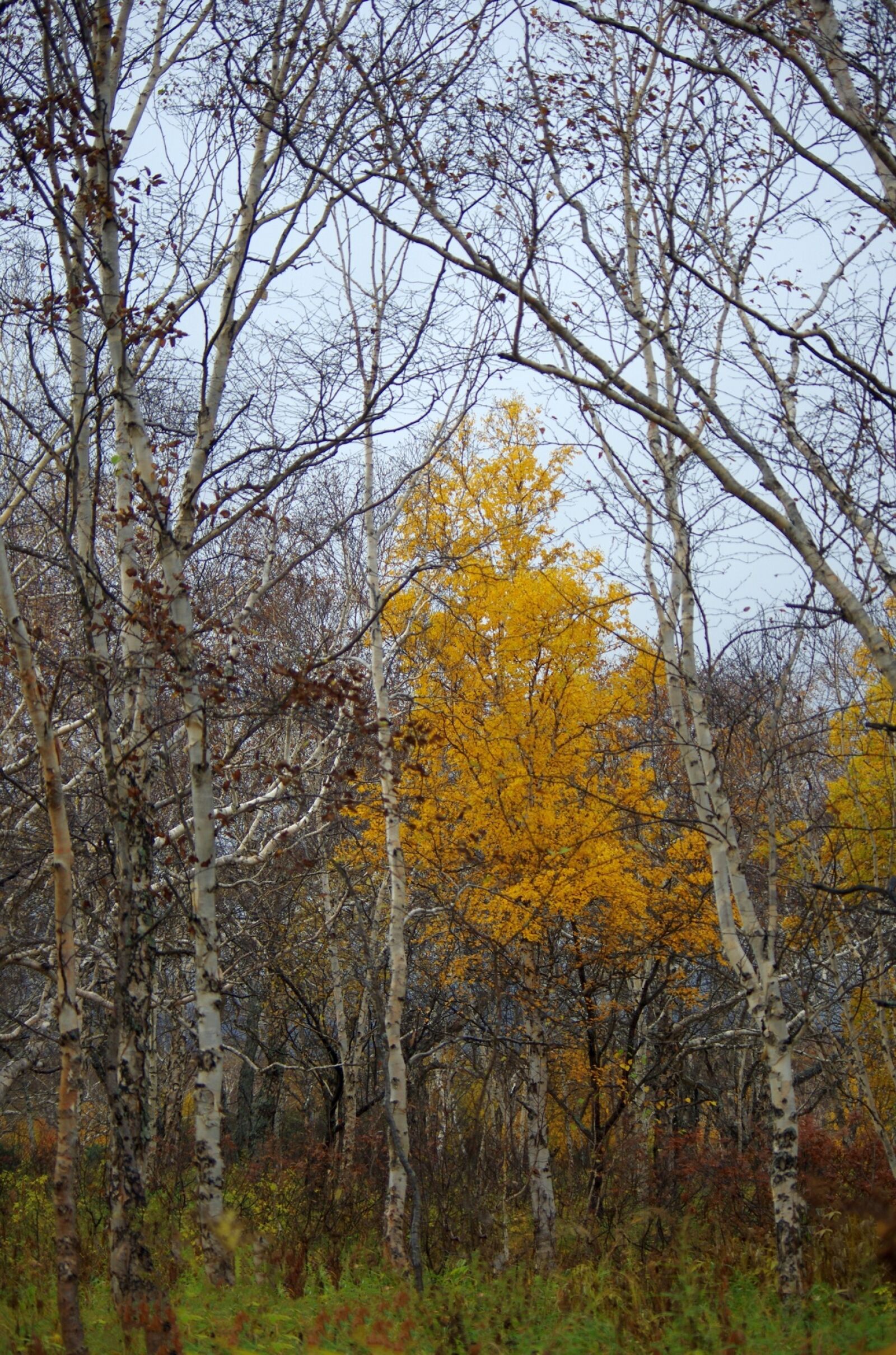 Pentax K-5 sample photo. Late autumn, forest, bare photography