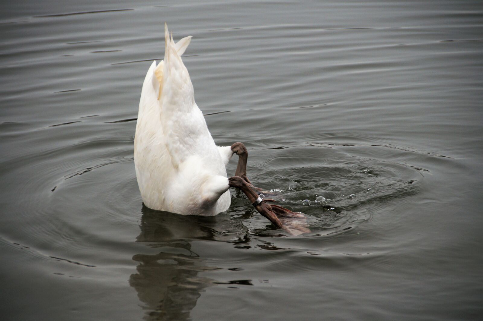 Sony SLT-A58 sample photo. Swan, diving, head under photography