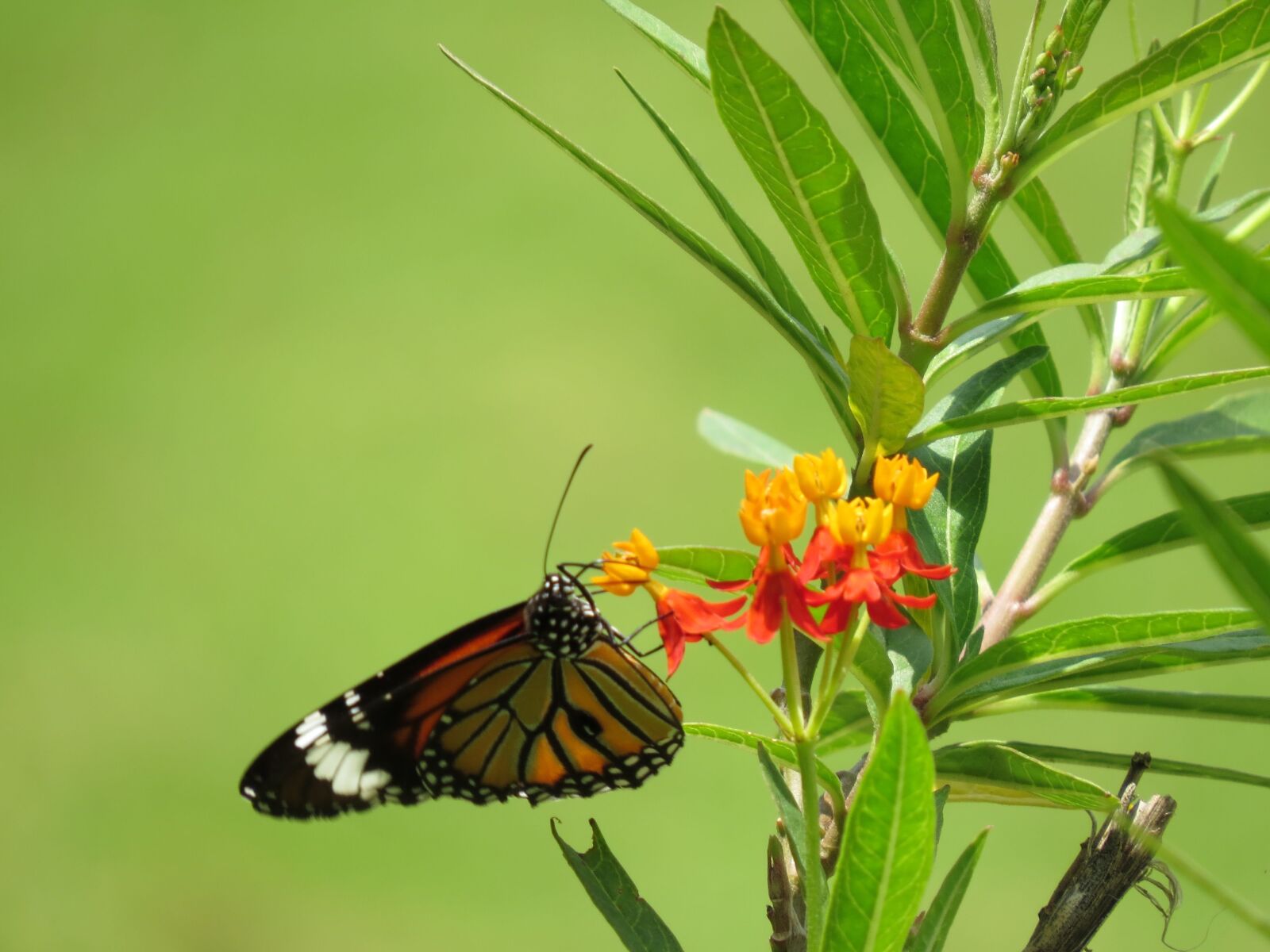 Canon PowerShot SX50 HS sample photo. Butterfly, flower, nature photography