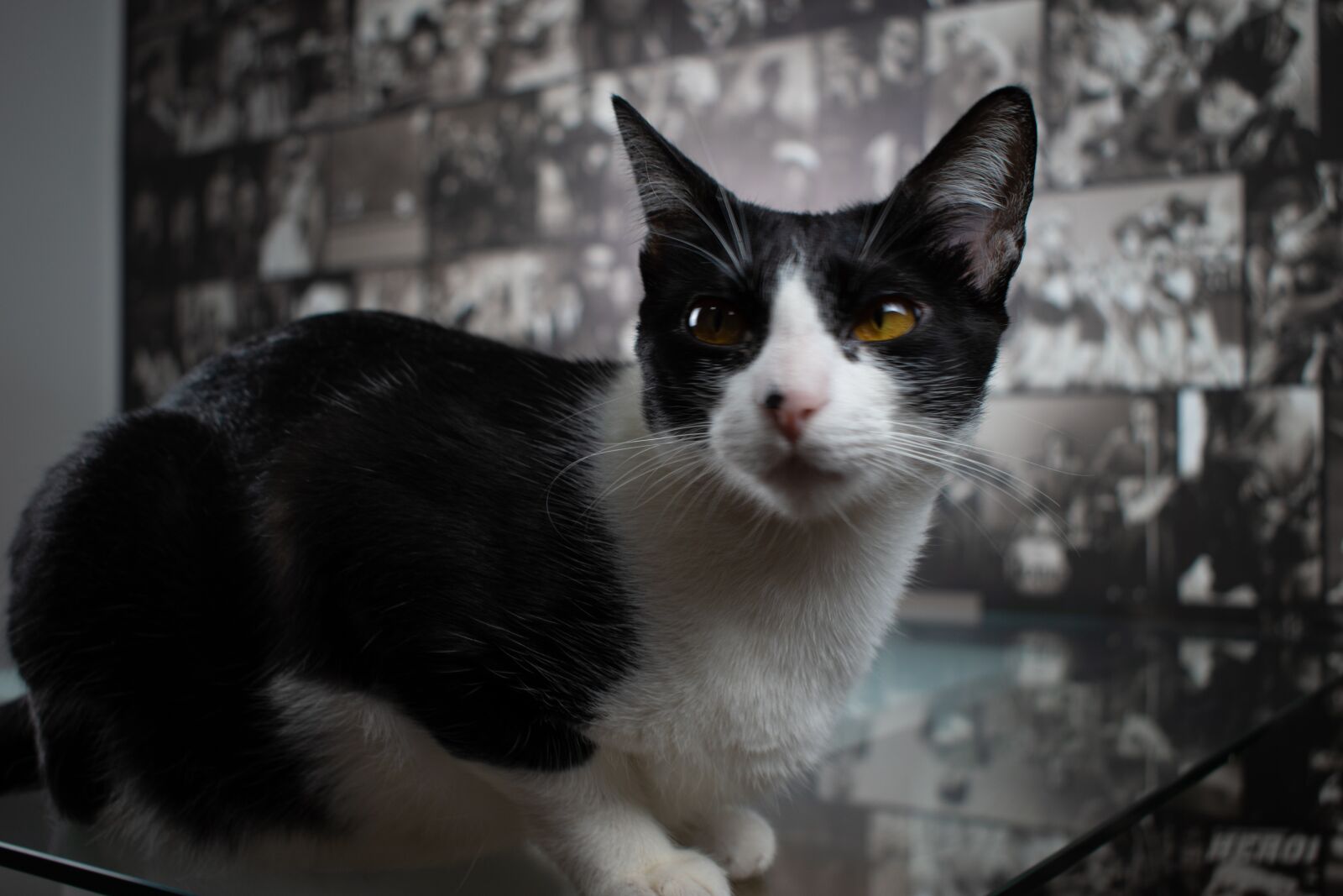 Nikon D5600 sample photo. Cat, gato, animal photography