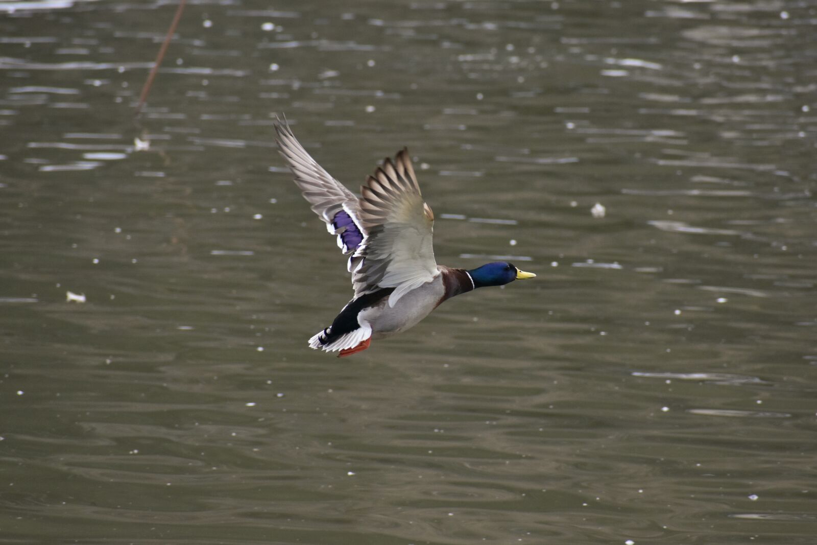 Nikon D7200 sample photo. Animal, lake, waterside photography