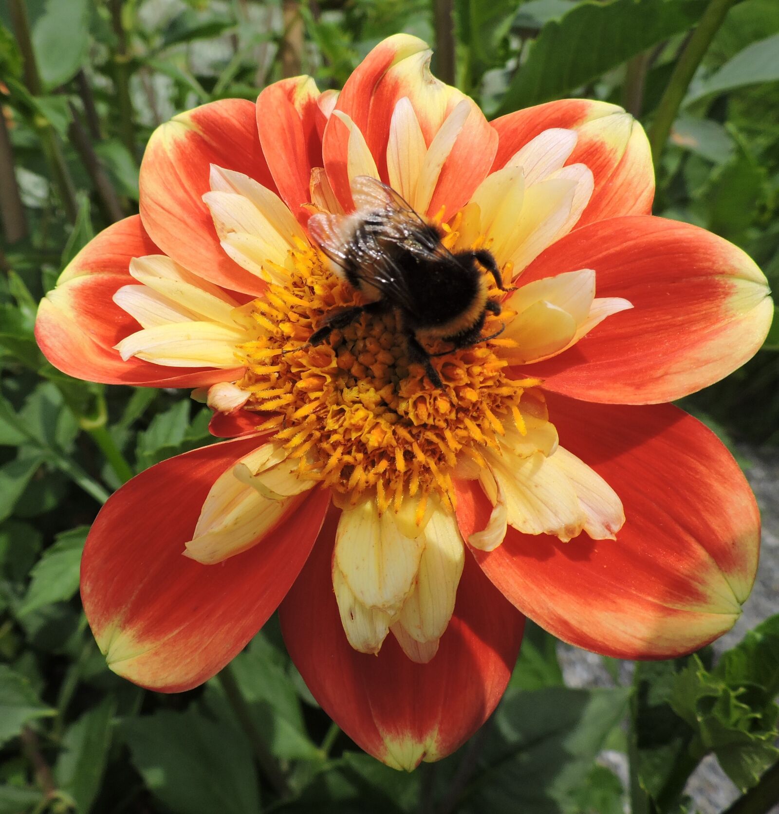 Nikon Coolpix P530 sample photo. Marigold, hummel, orange photography