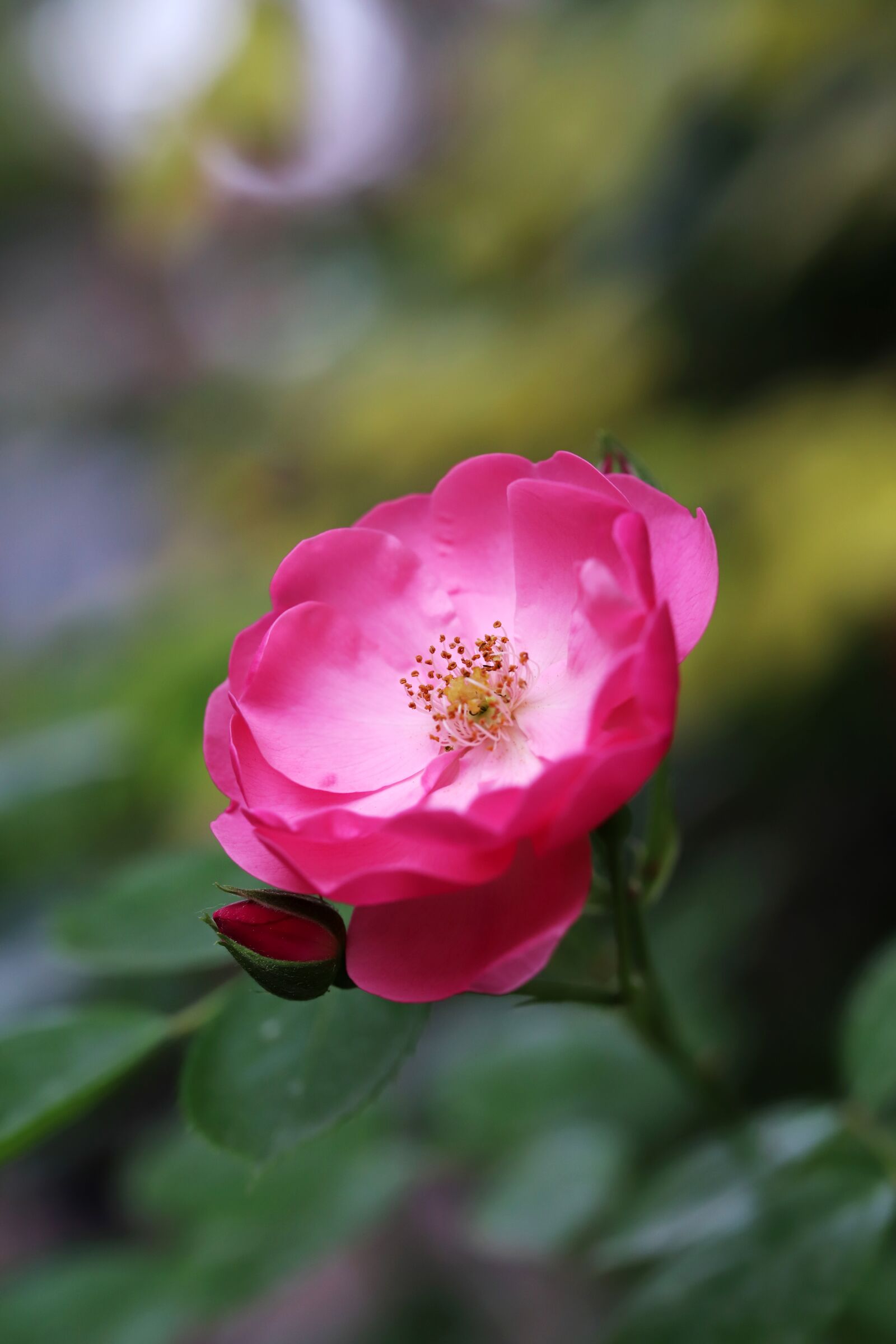 Canon EOS 6D Mark II sample photo. Rose, petal, flowers photography