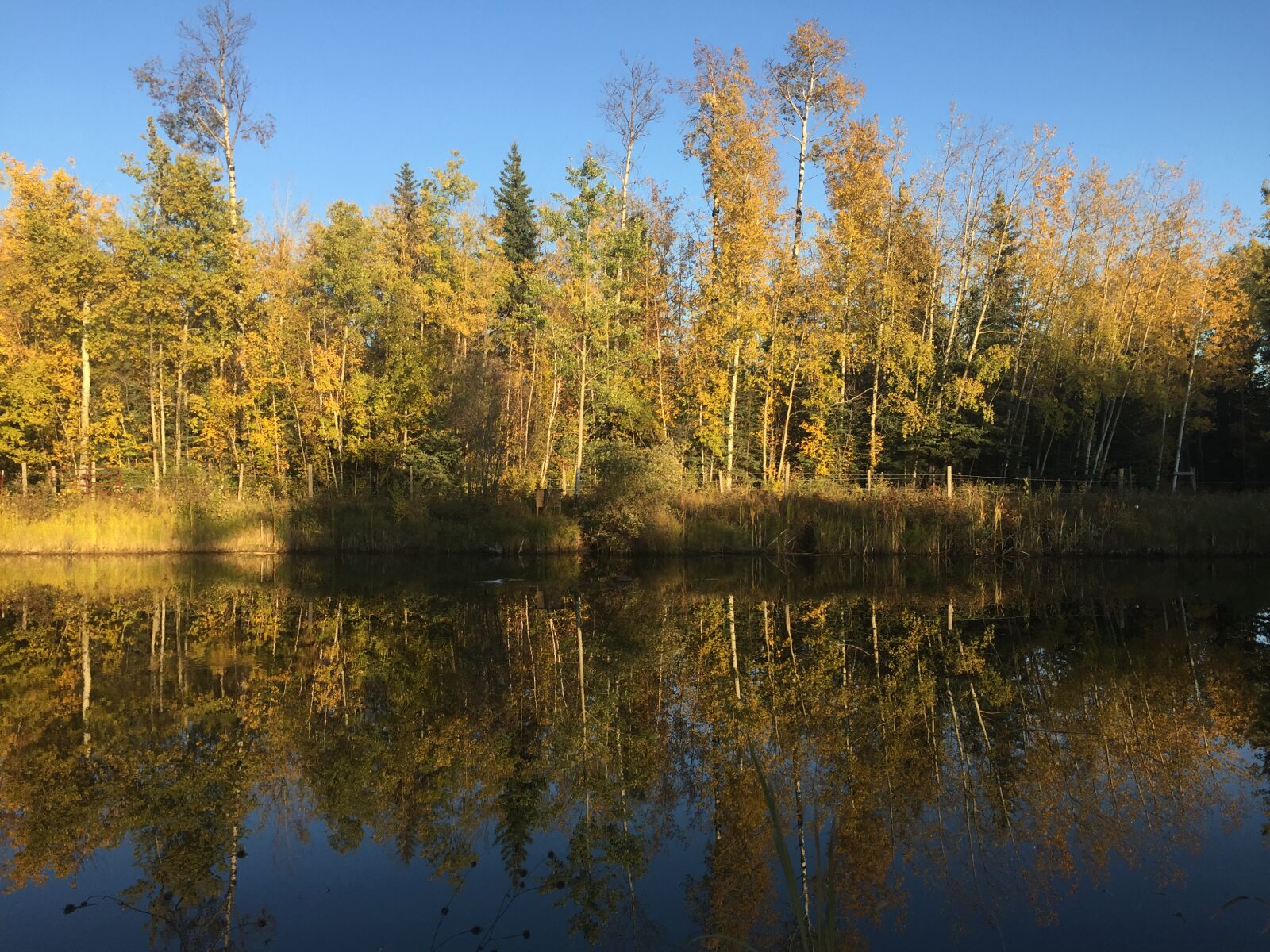 iPhone 6 back camera 4.15mm f/2.2 sample photo. Autumn, autumn, colours, autumn photography