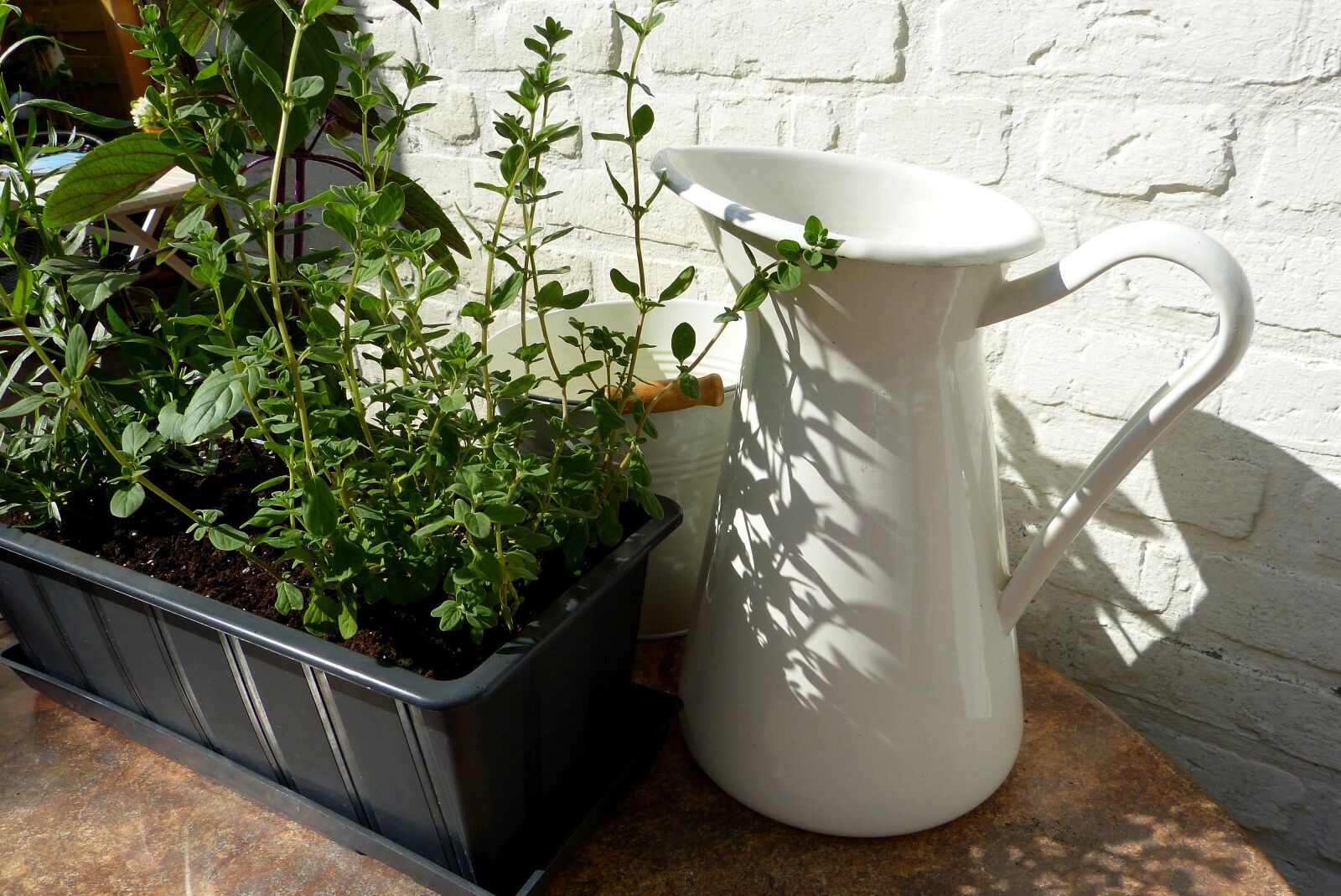 Panasonic Lumix DMC-FZ150 sample photo. Herbs, plant, pot photography