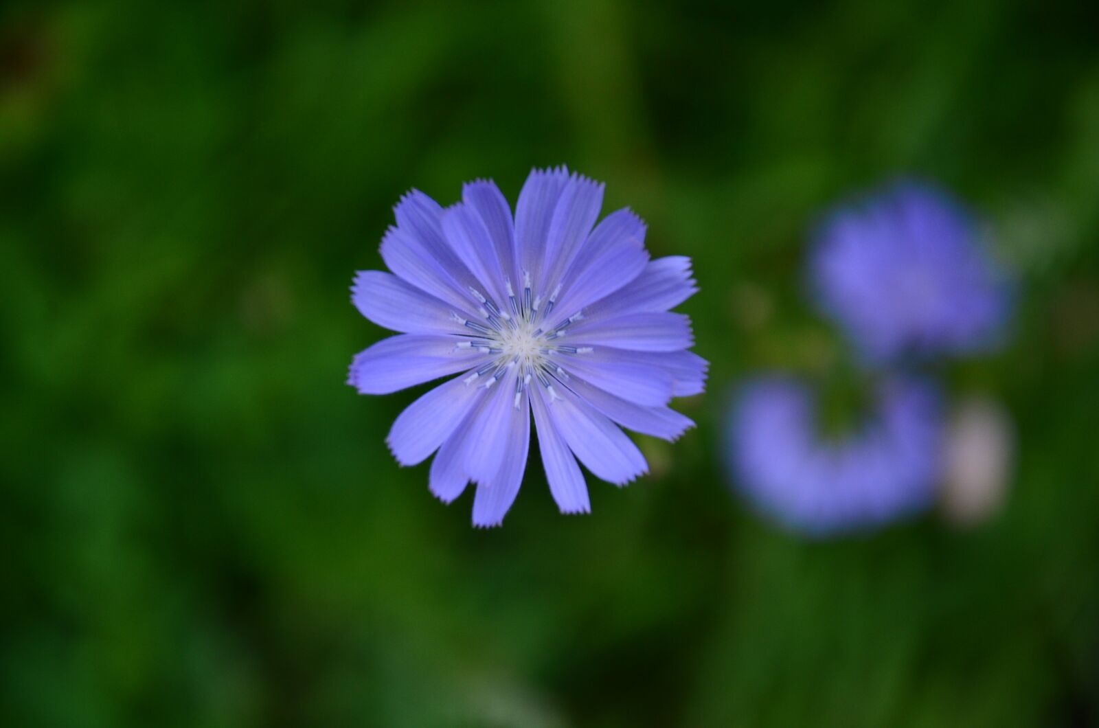 Nikon D7000 sample photo. Flower, grass, summer photography